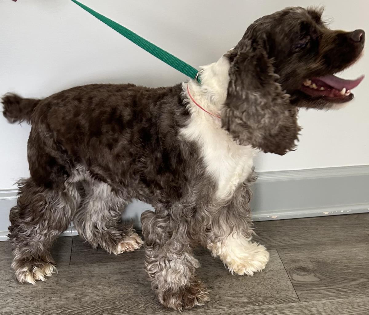 Enlarge Rollie, a Adoptable Cocker Spaniel in Westminster, MD image 3/3