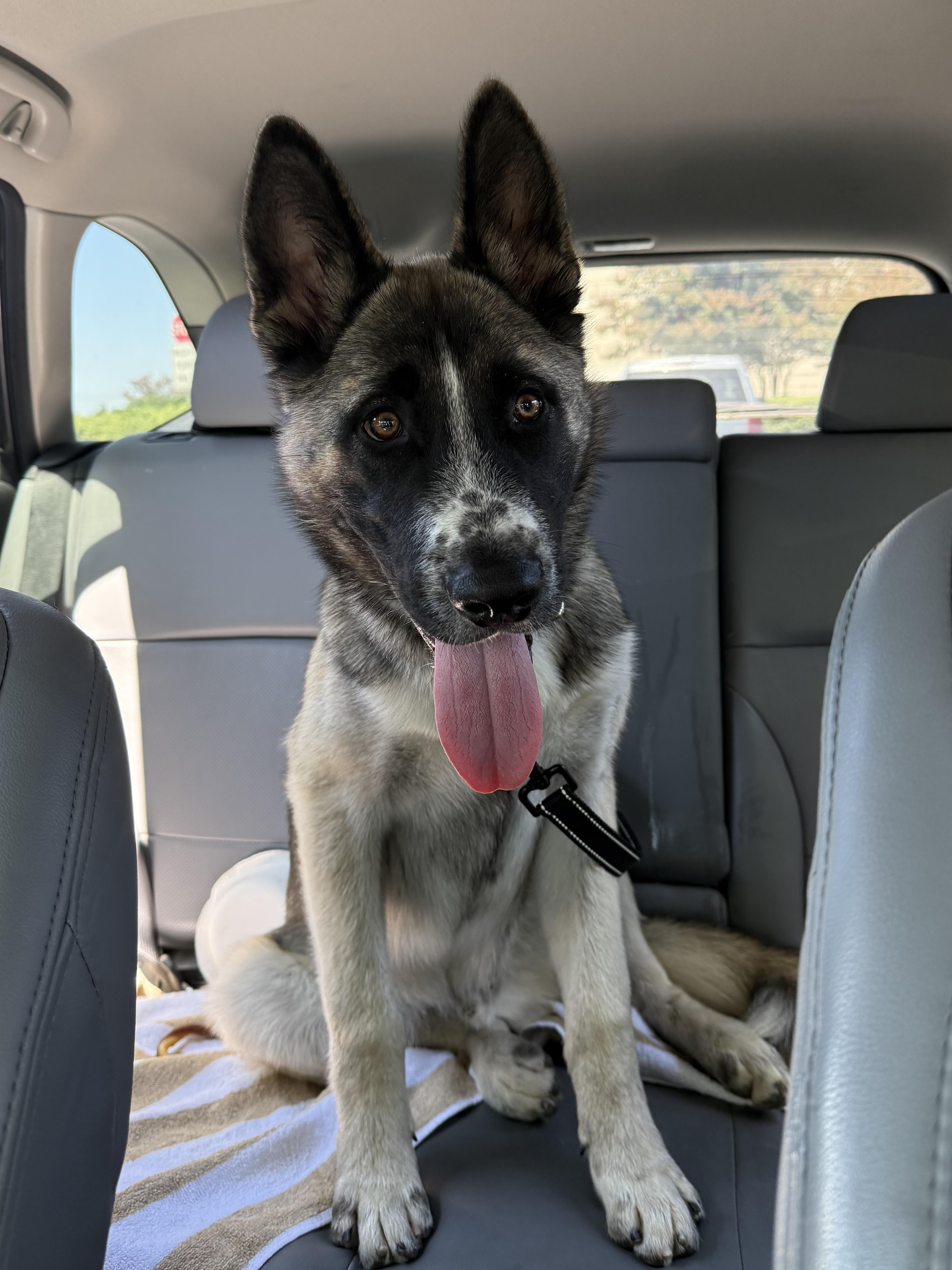 Kingston, a ADOPTABLE mixed breed in Menifee, CA image 4/6
