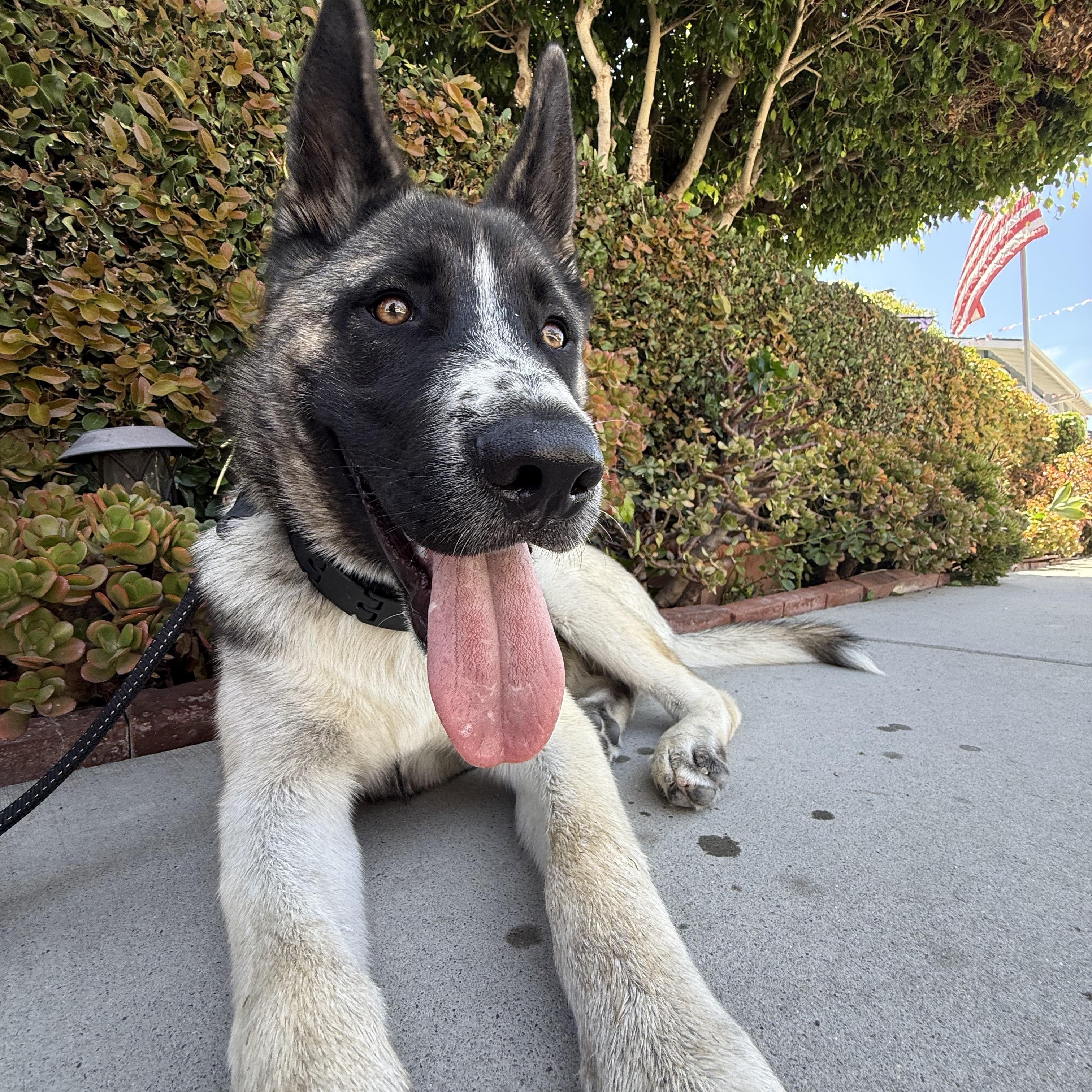 Kingston, a ADOPTABLE mixed breed in Menifee, CA image 3/6