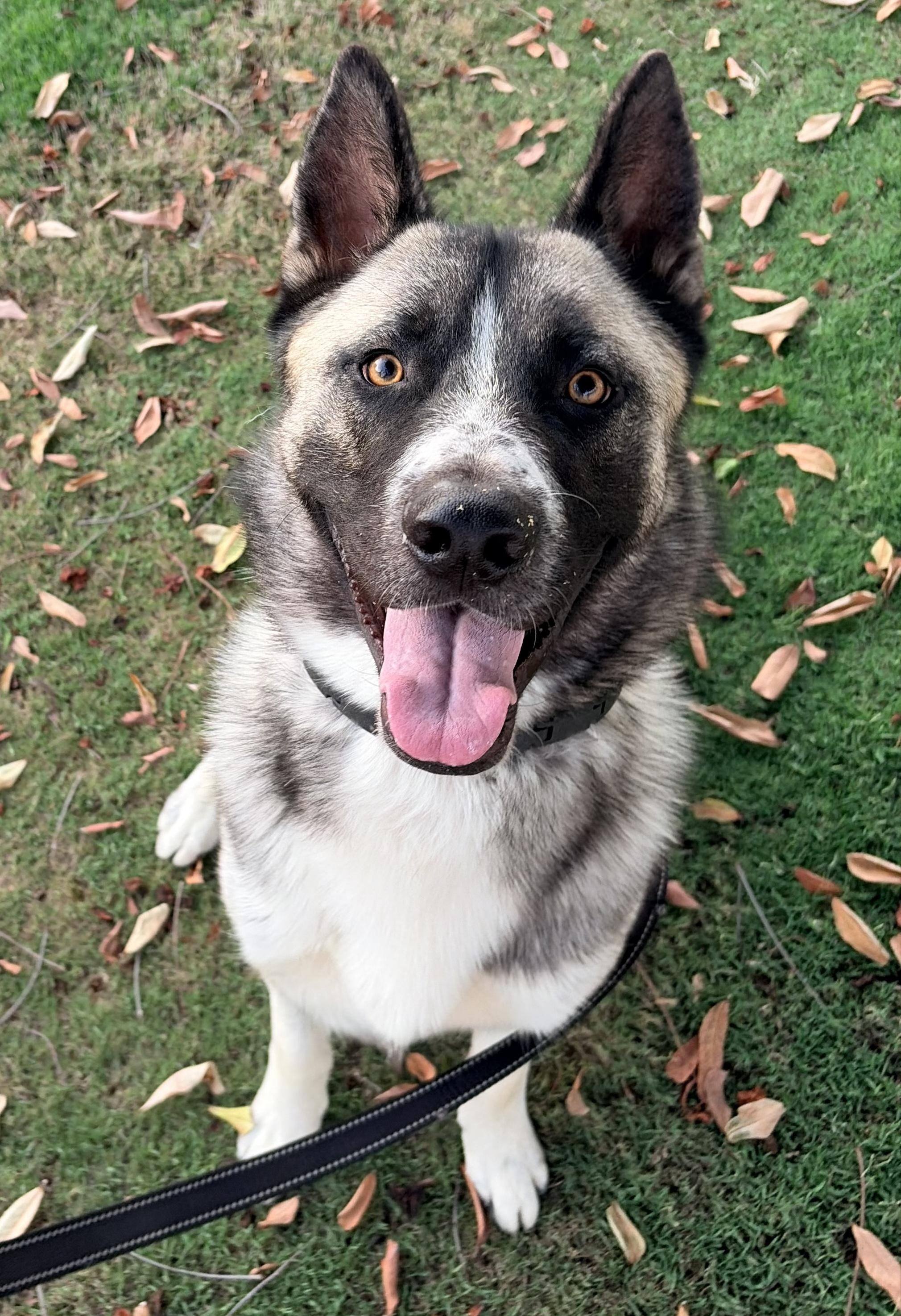 Kingston, a ADOPTABLE mixed breed in Menifee, CA image 5/6