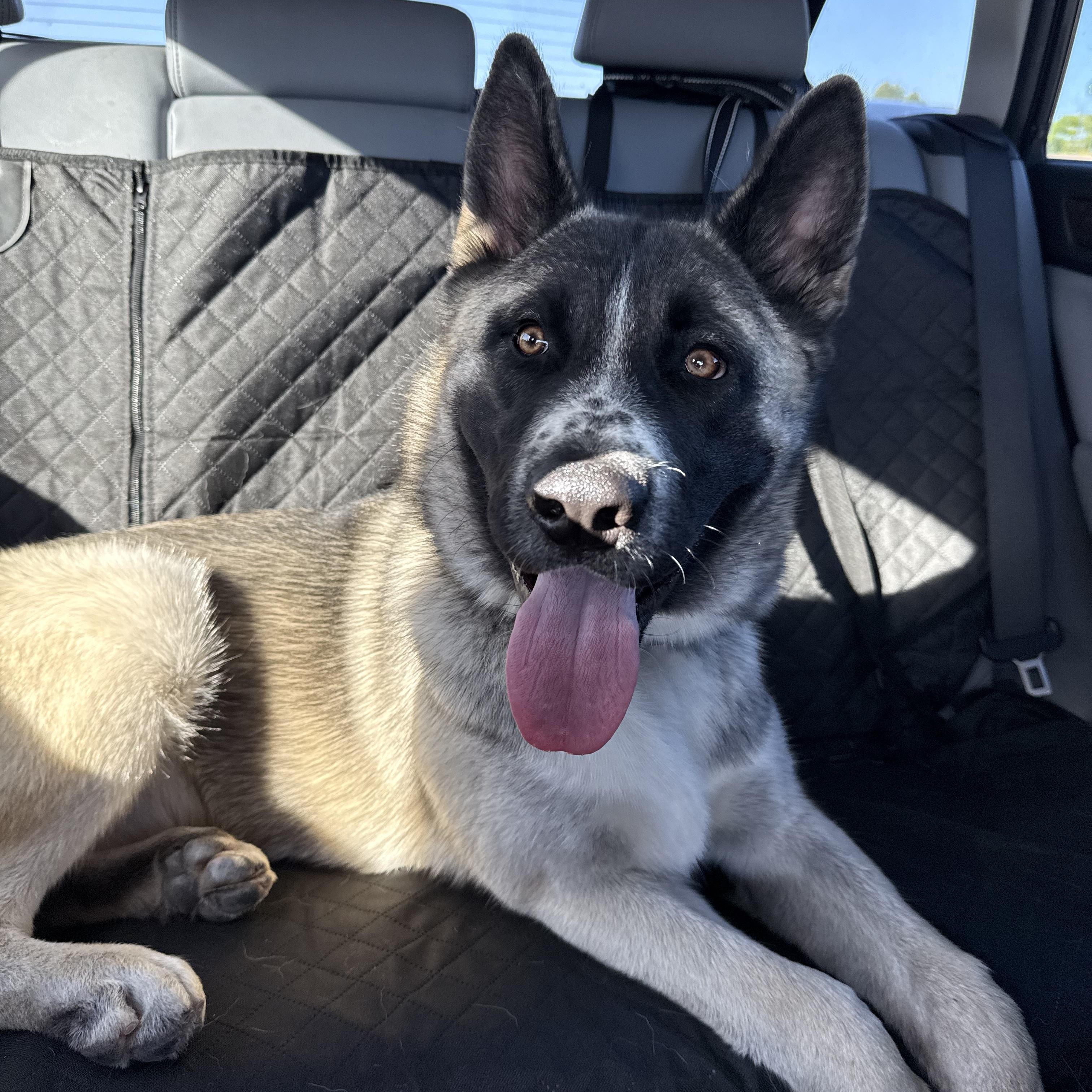 Kingston, a ADOPTABLE mixed breed in Menifee, CA image 2/6