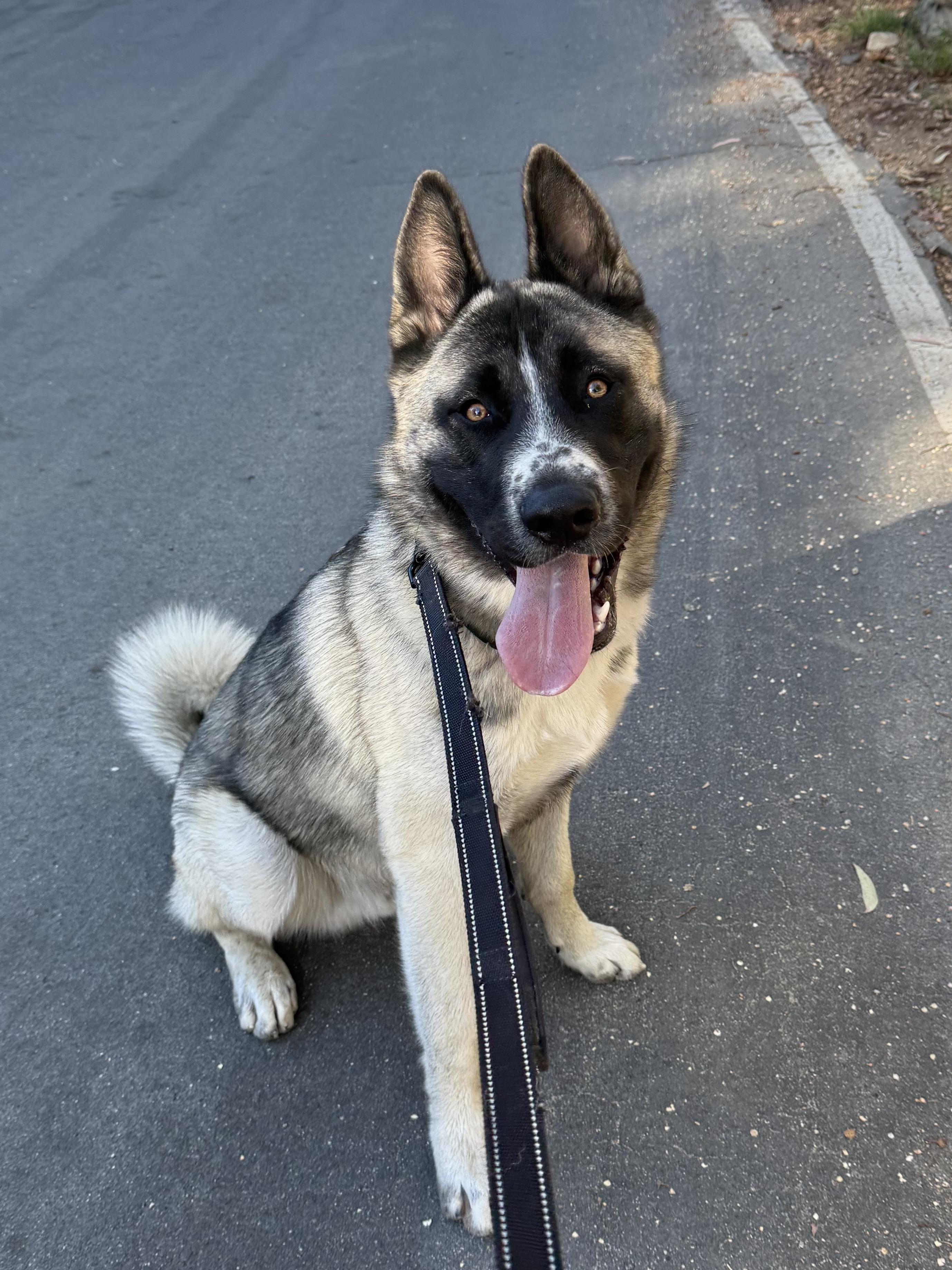 Kingston, a ADOPTABLE mixed breed in Menifee, CA image 1/6