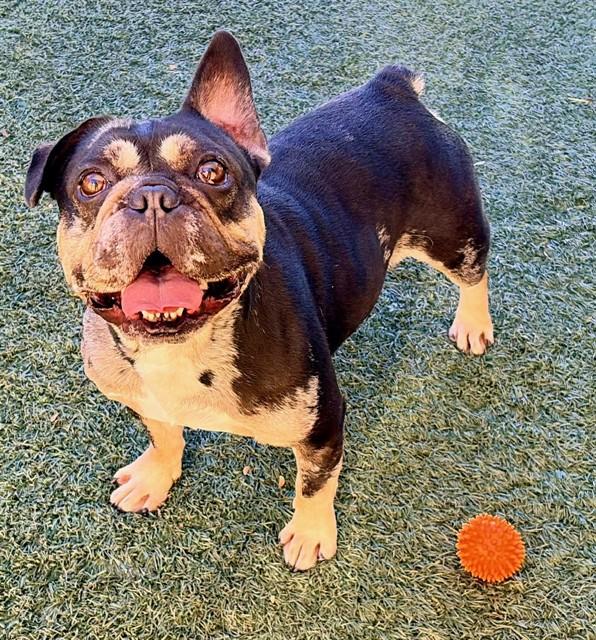 Enlarge PORK CHOP, a Adoptable French Bulldog in Salinas, CA image 1/1