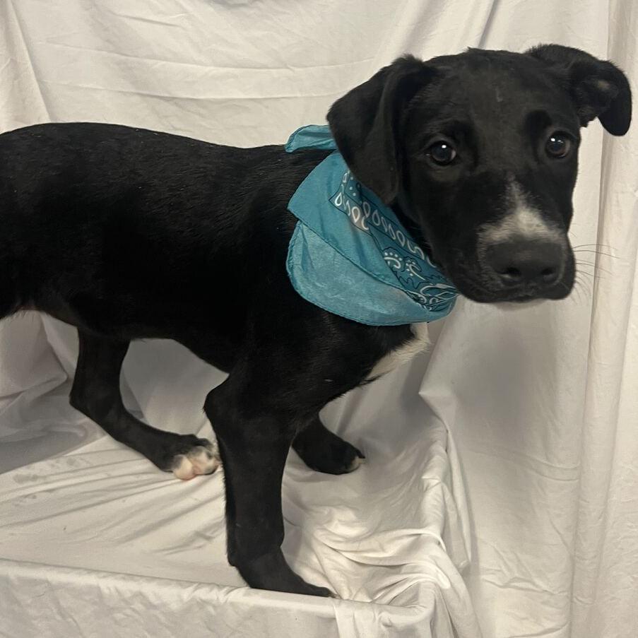 Tecna, Adoptable, Puppy Female Mixed Breed.