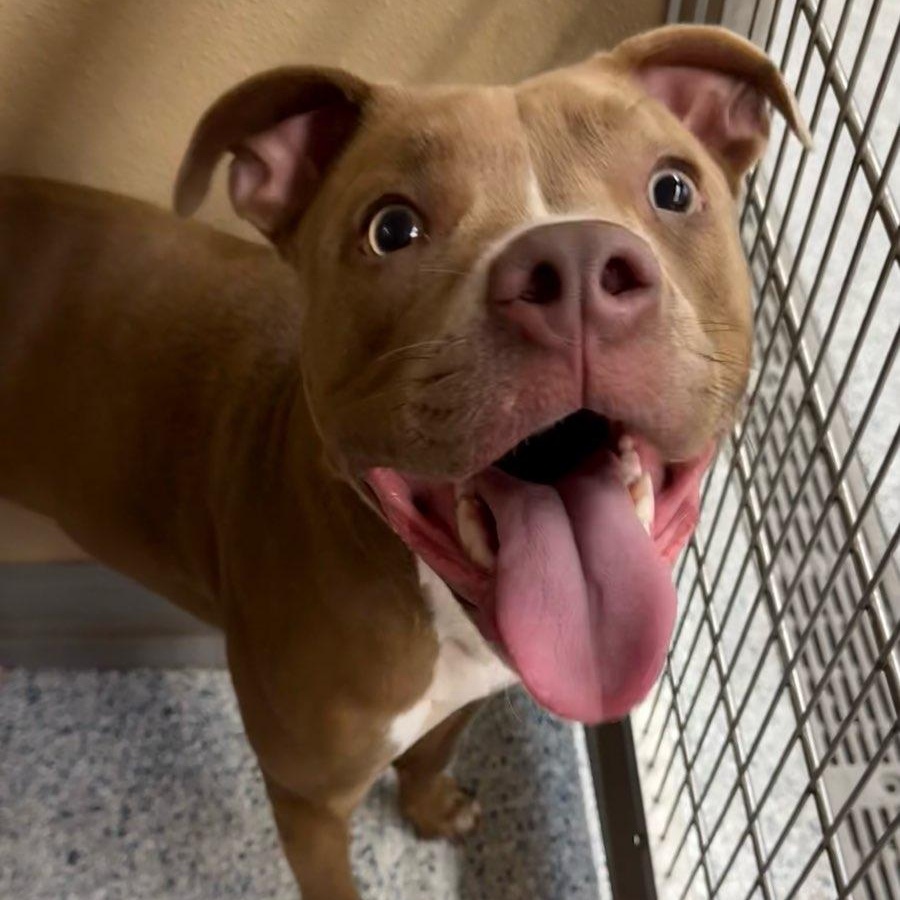 Dutch, ADOPTABLE, Young Male Pit Bull Terrier.