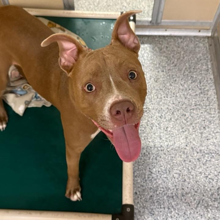 Enlarge Dutch, a ADOPTABLE mixed breed in St. Augustine, FL image 2/2