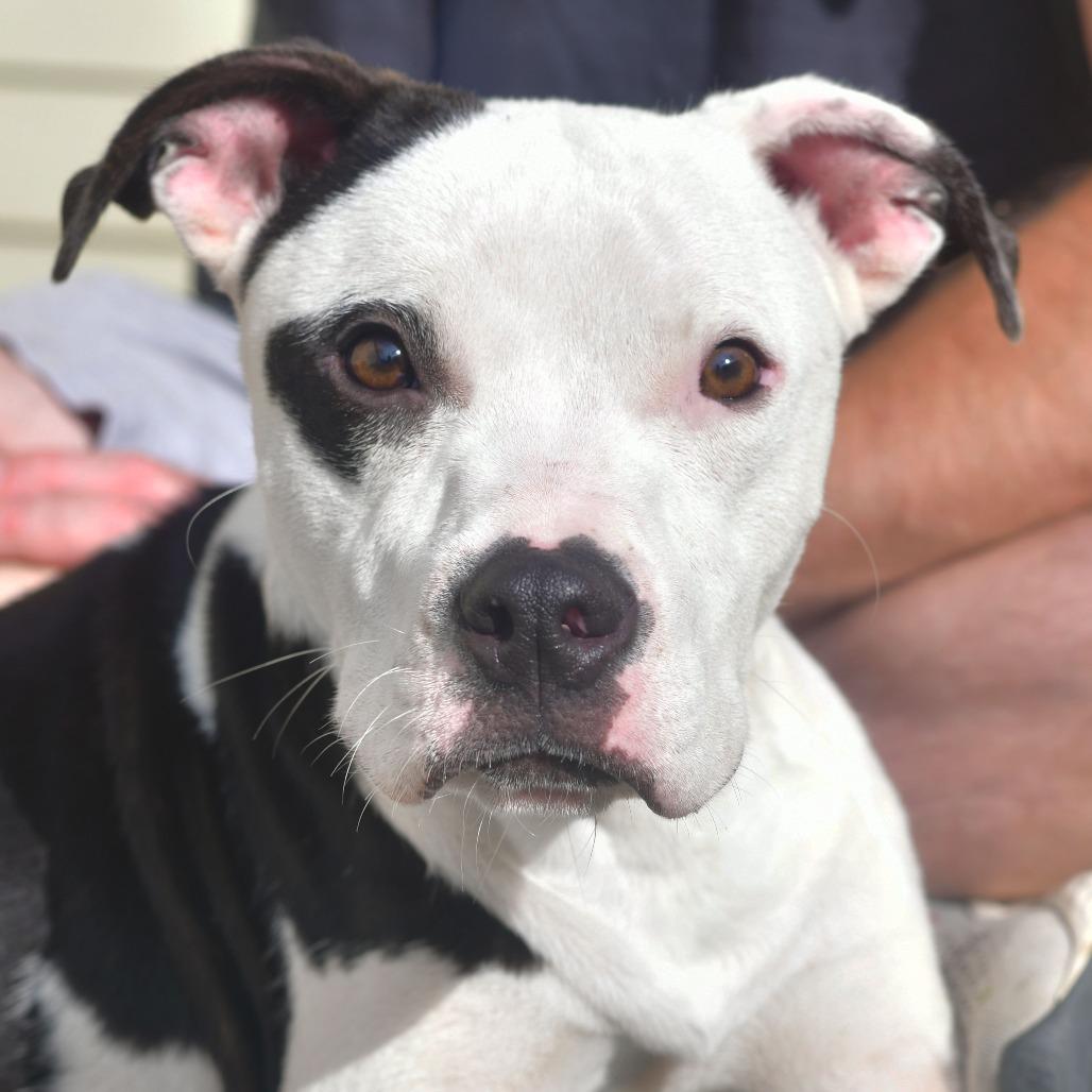 Enlarge Cam, a Adoptable Pit Bull Terrier in Ottawa, KS image 1/2
