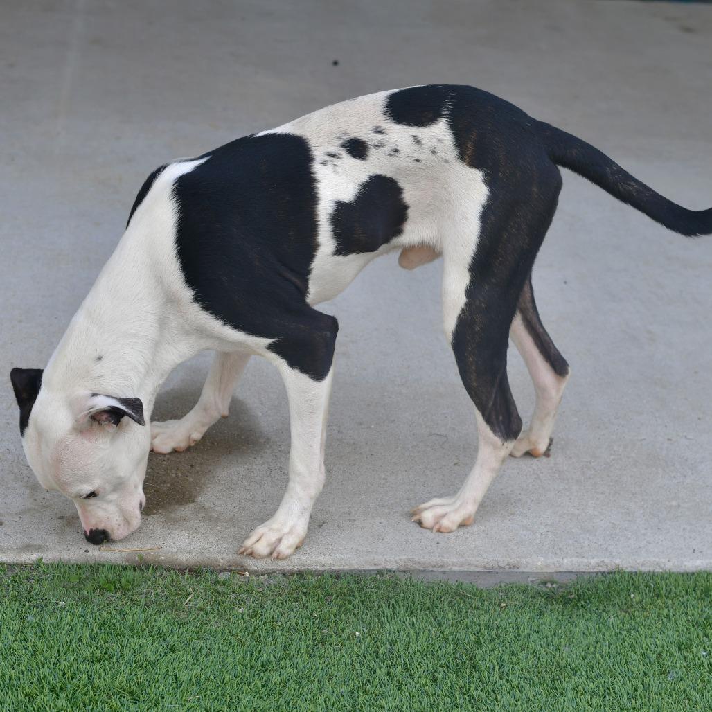 Enlarge Cam, a Adoptable Pit Bull Terrier in Ottawa, KS image 2/2