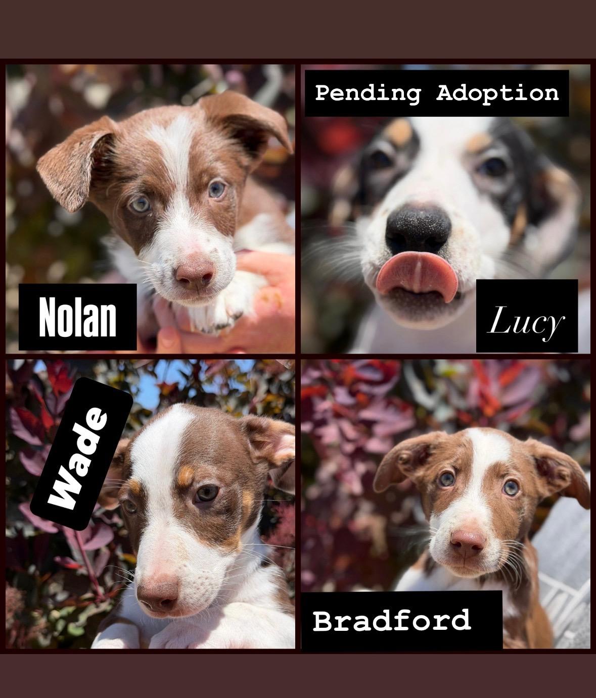 Rookie Litter, ADOPTABLE, Puppy Male Cattle Dog.
