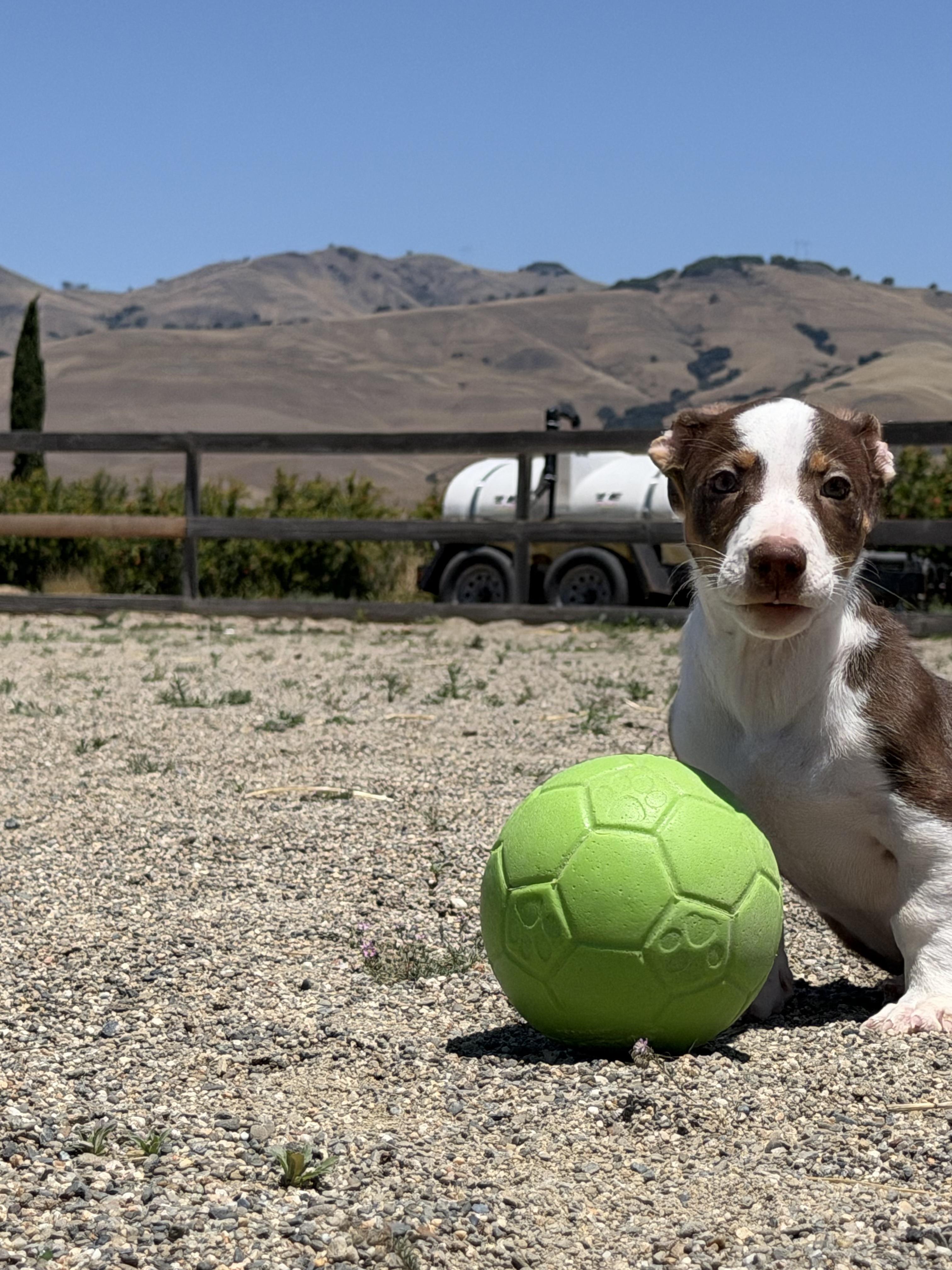 Enlarge Rookie Litter, a ADOPTABLE mixed breed in Hollister, CA image 4/6