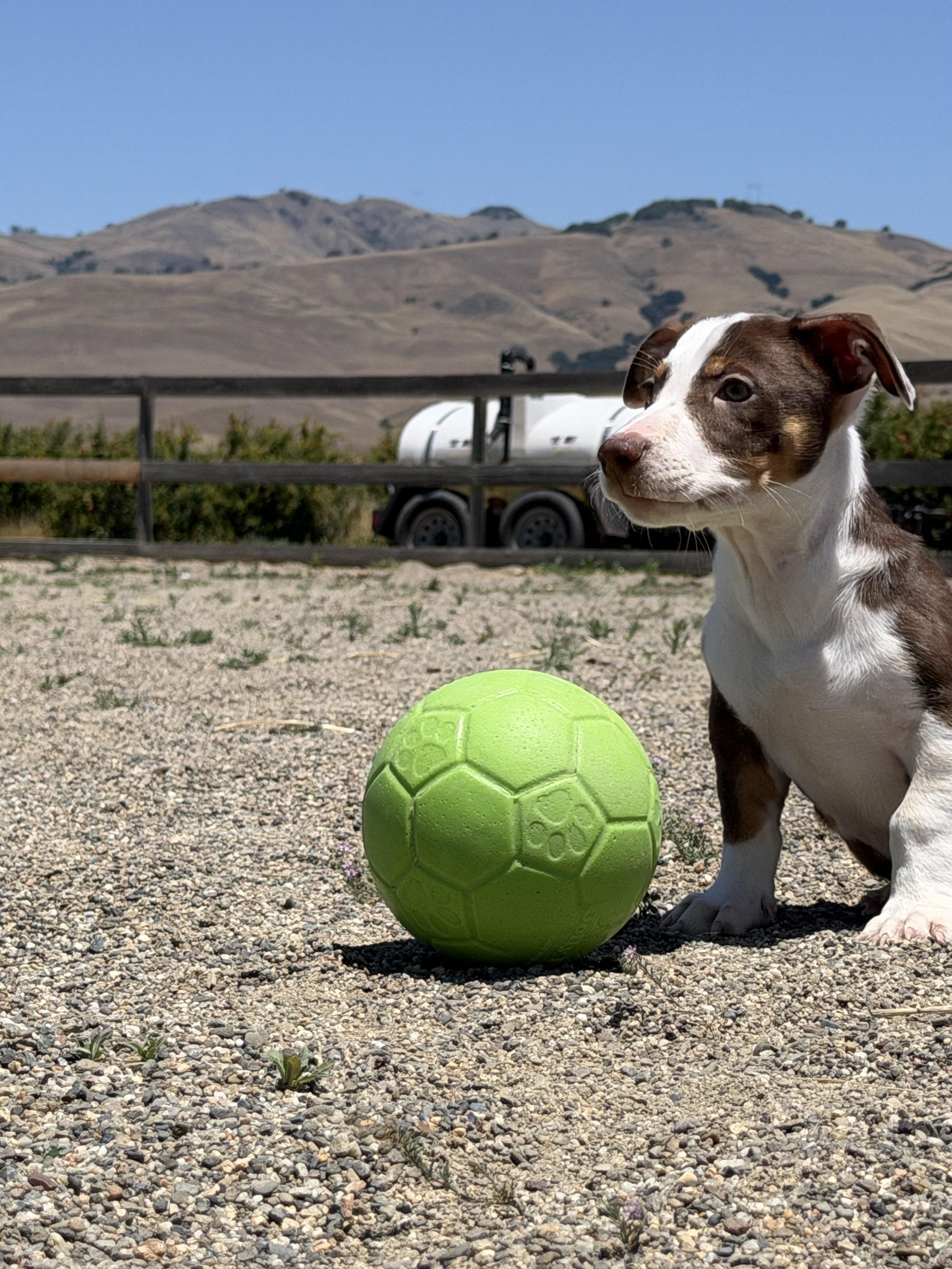 Enlarge Rookie Litter, a ADOPTABLE mixed breed in Hollister, CA image 5/6