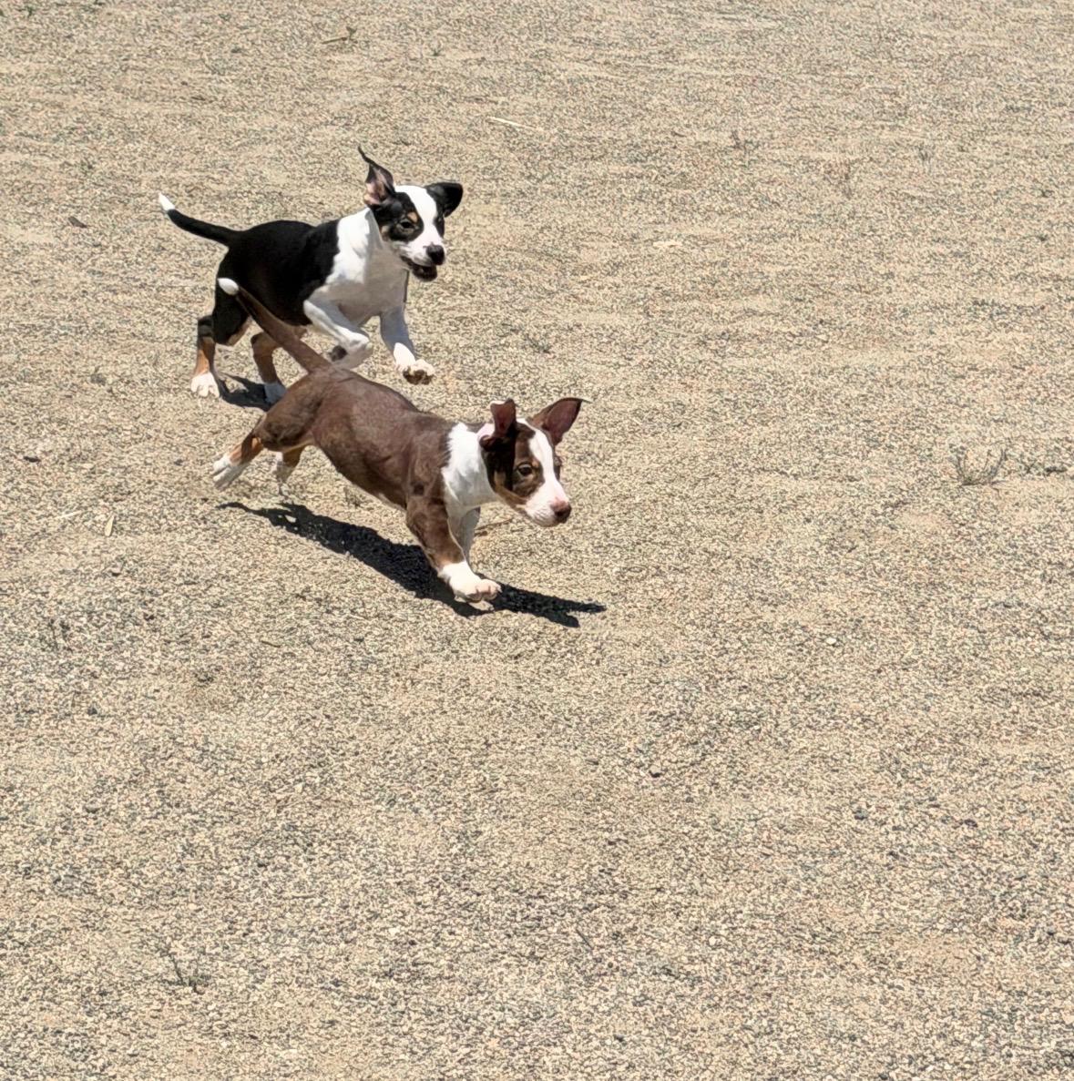 Enlarge Rookie Litter, a ADOPTABLE mixed breed in Hollister, CA image 6/6
