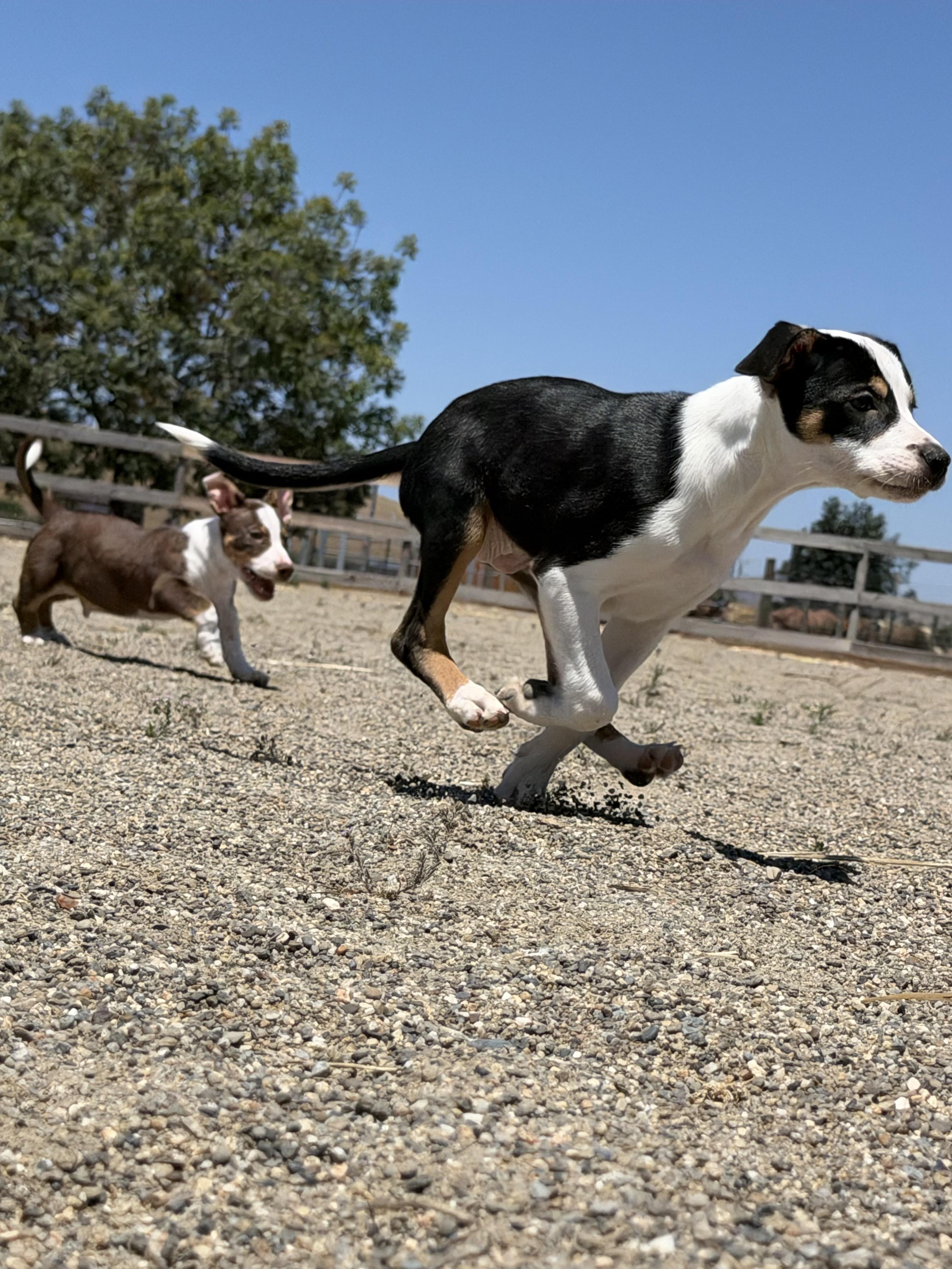 Enlarge Rookie Litter, a ADOPTABLE mixed breed in Hollister, CA image 3/6