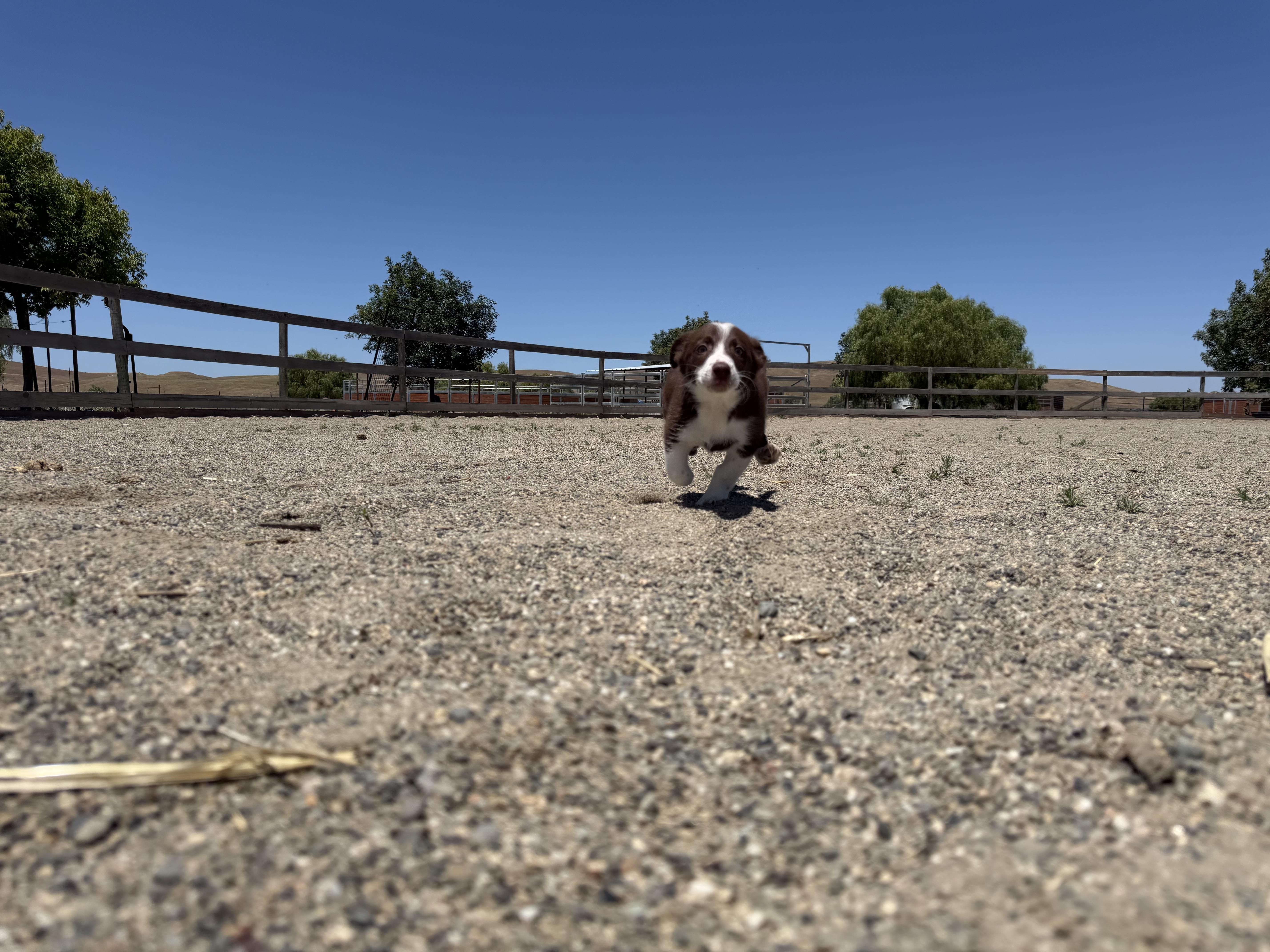 Enlarge Rookie Litter, a ADOPTABLE mixed breed in Hollister, CA image 2/6