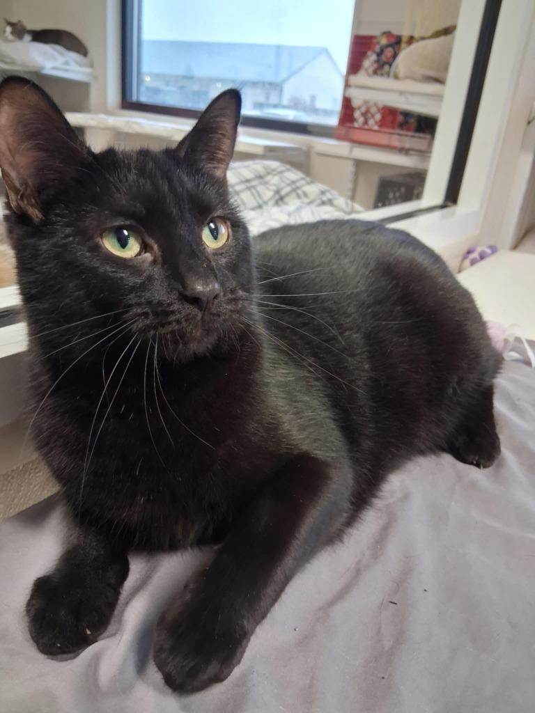 Enlarge Maria, a Adoptable mixed breed in Fremont, OH image 1/3