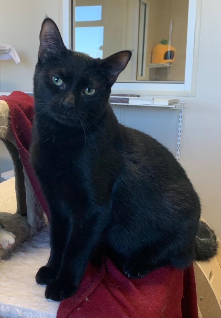 Enlarge Maria, a Adoptable mixed breed in Fremont, OH image 2/3