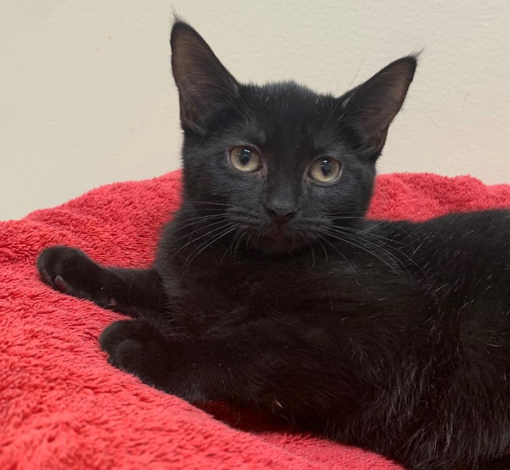 Enlarge Maria, a Adoptable mixed breed in Fremont, OH image 3/3