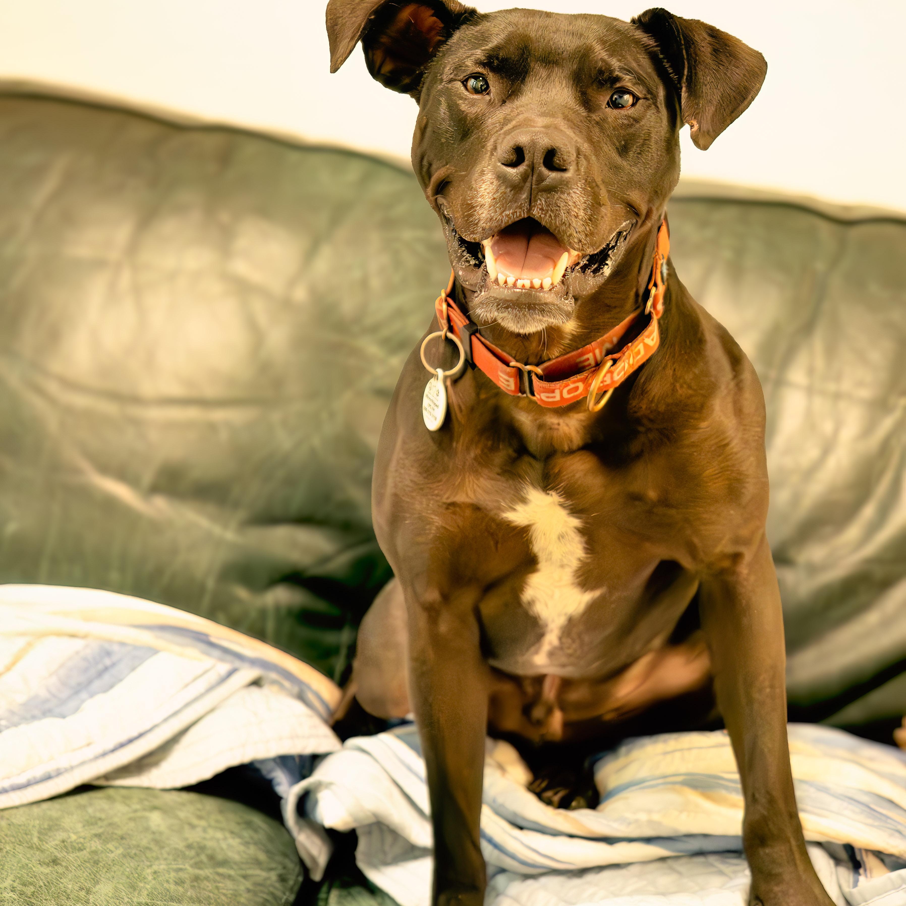 Diesel, a Adoptable mixed breed in Friday Harbor, WA image 3/6