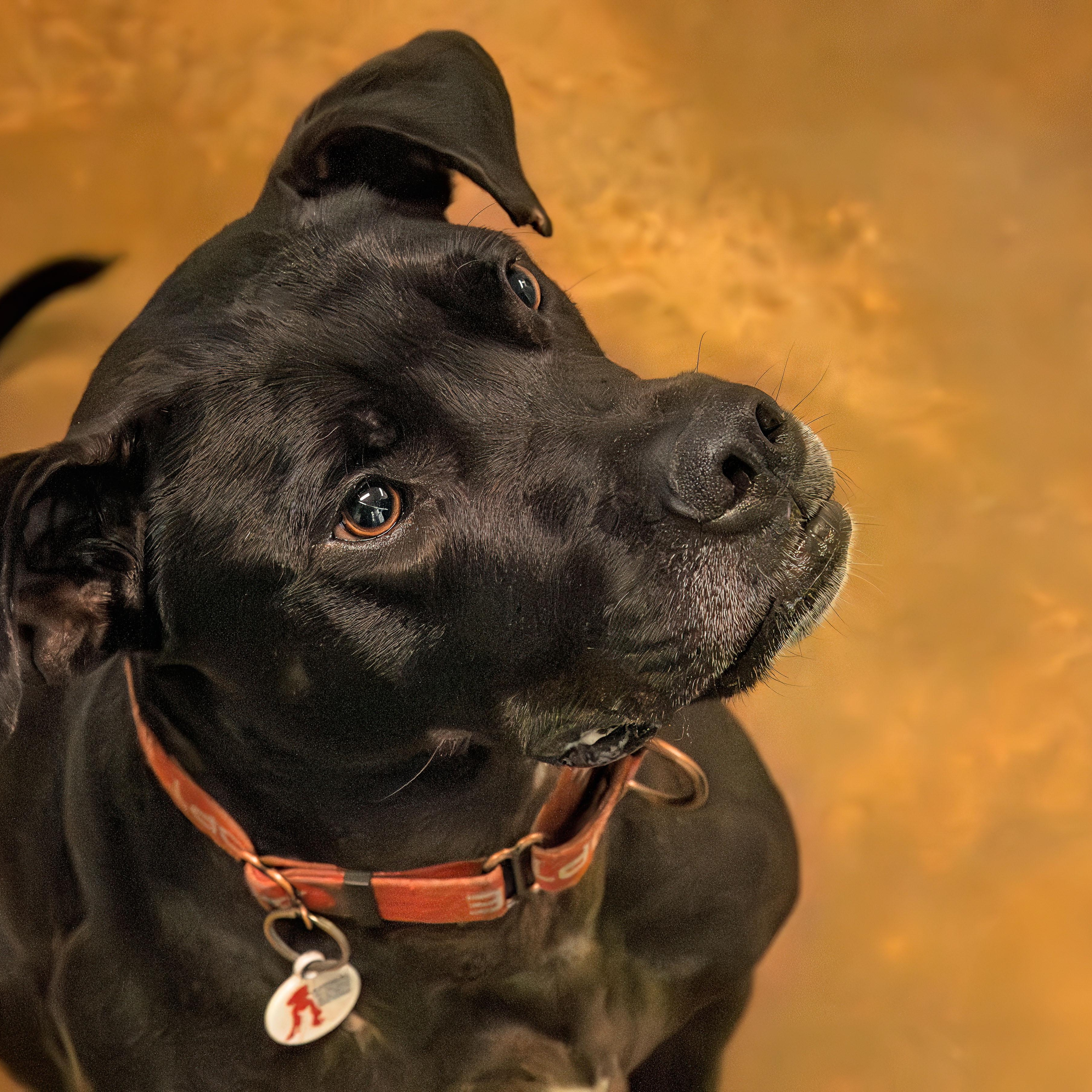 Diesel, a Adoptable mixed breed in Friday Harbor, WA image 6/6