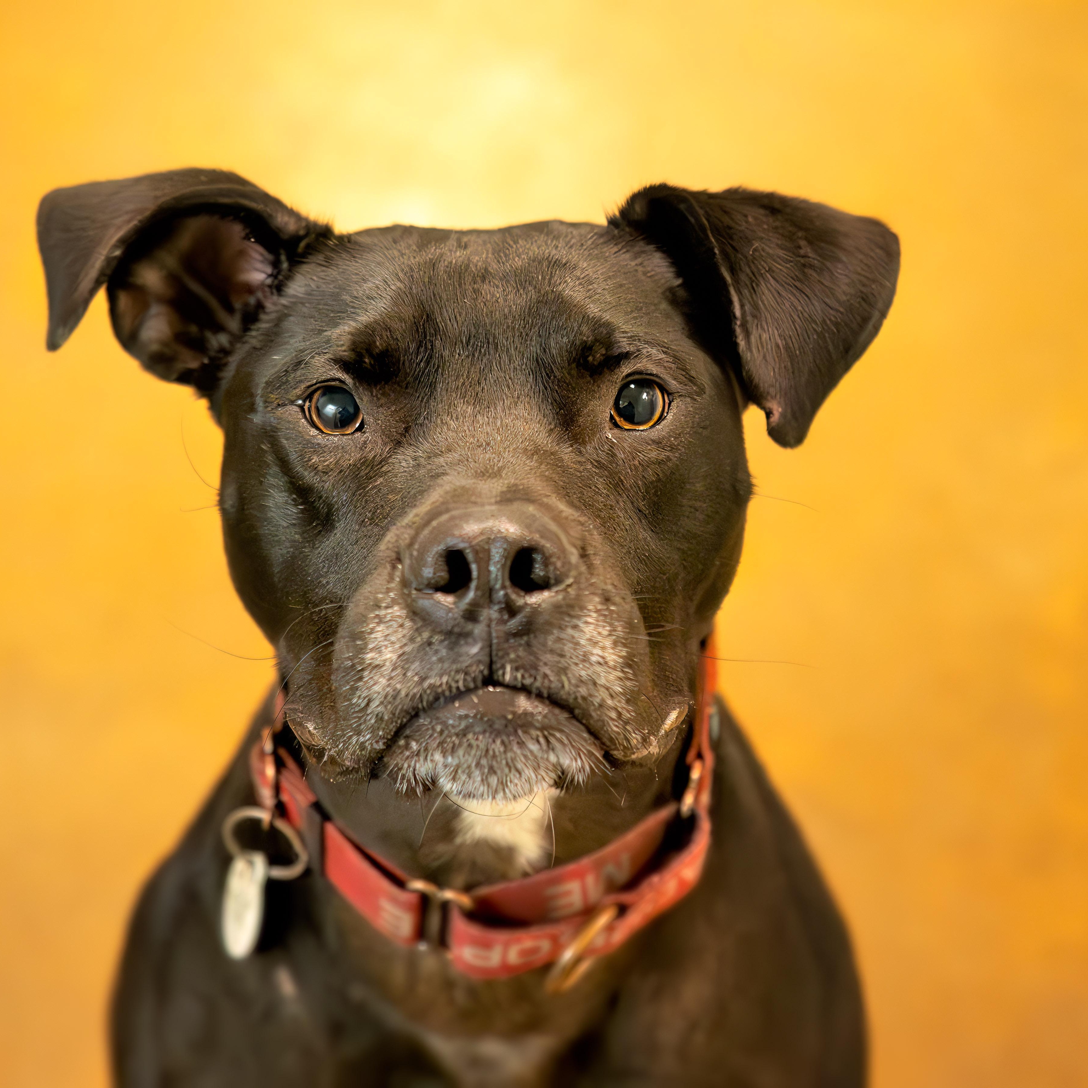 Diesel, a Adoptable mixed breed in Friday Harbor, WA image 4/6