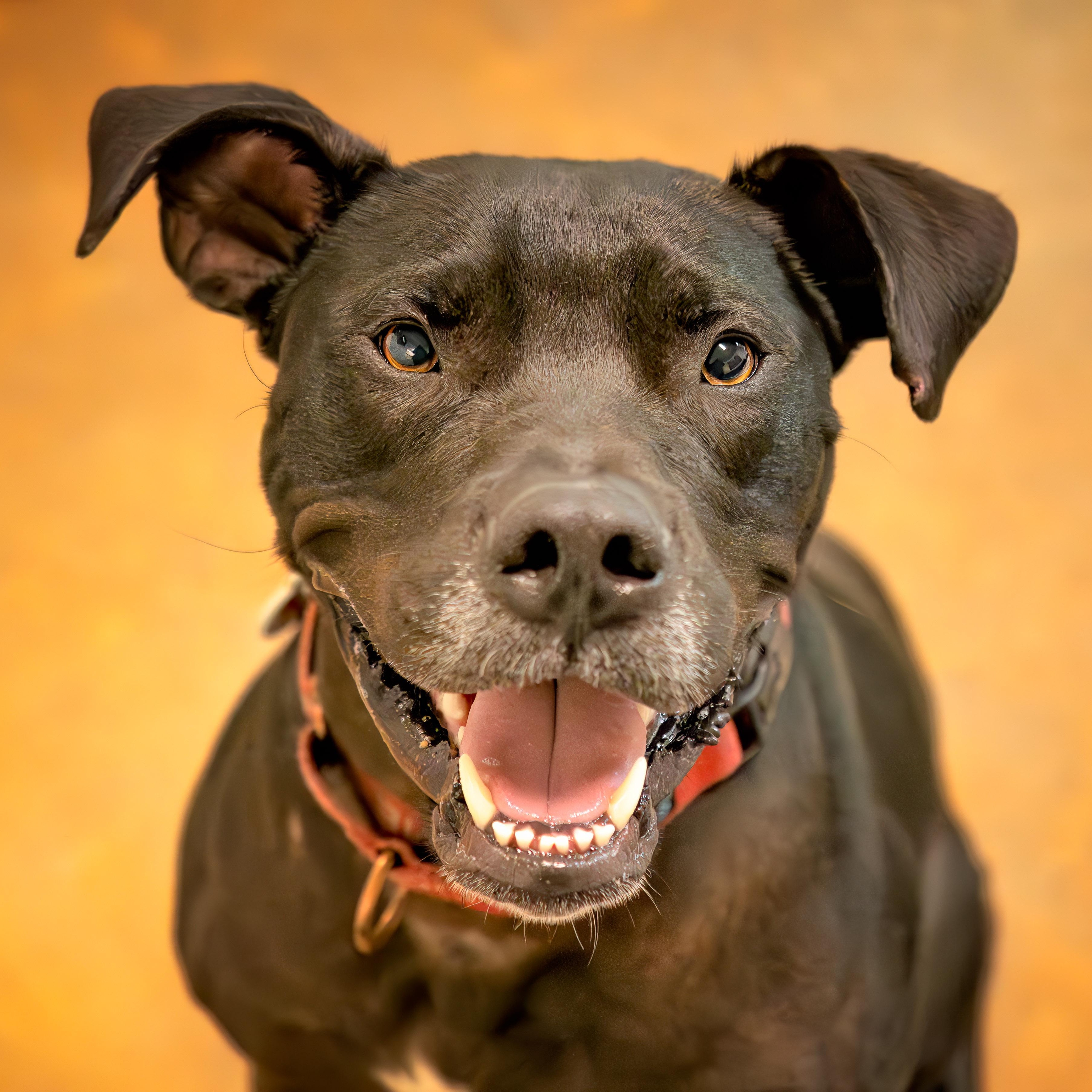 Diesel, Adoptable, Adult Male Boxer & Pit Bull Terrier.