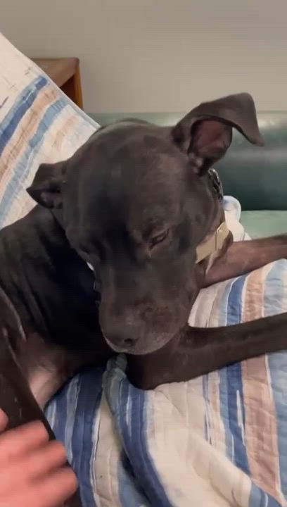 Enlarge Diesel, a Adoptable mixed breed in Friday Harbor, WA video 5/6