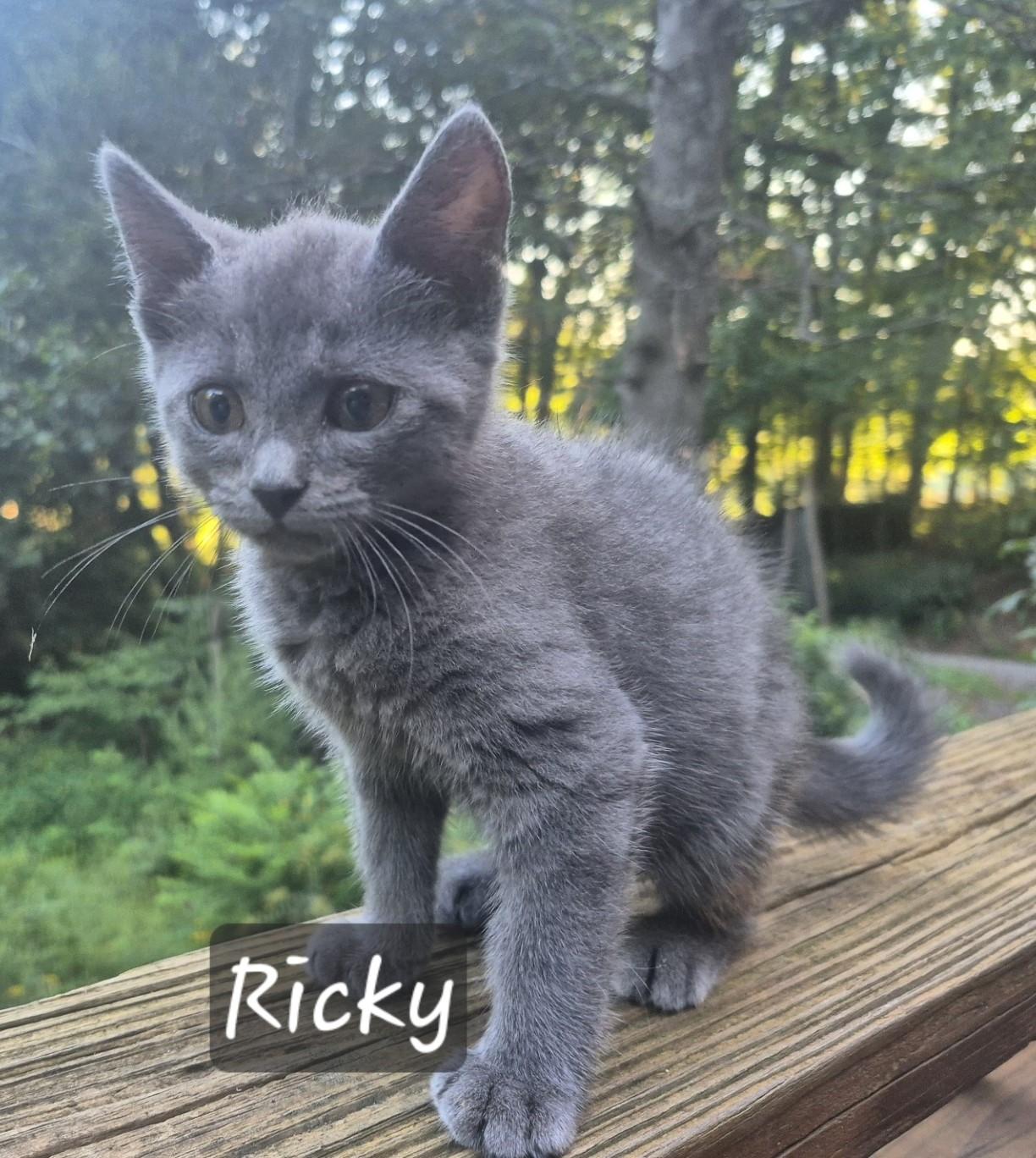 Enlarge R Kitten Family, a Adoptable Domestic Short Hair in Floyd, VA image 2/3