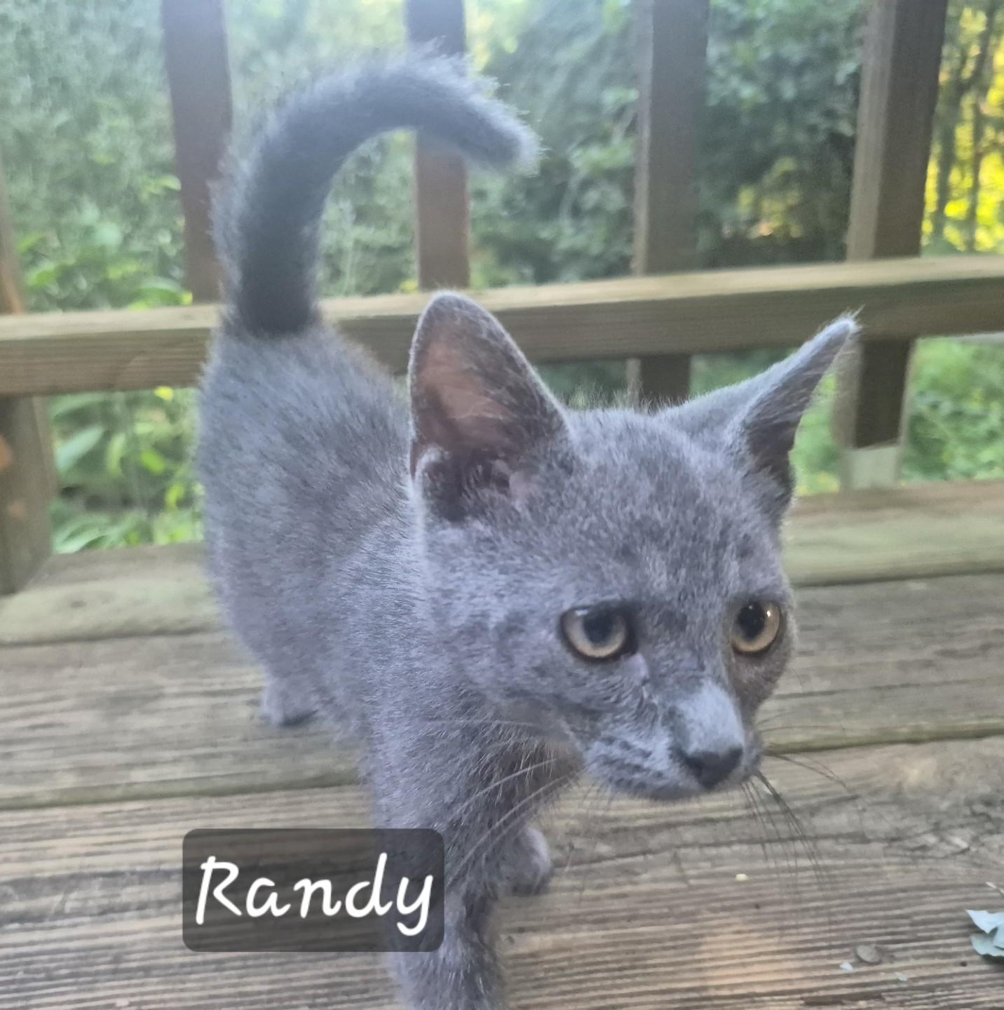 R Kitten Family, Adoptable, Kitten Male Domestic Short Hair.