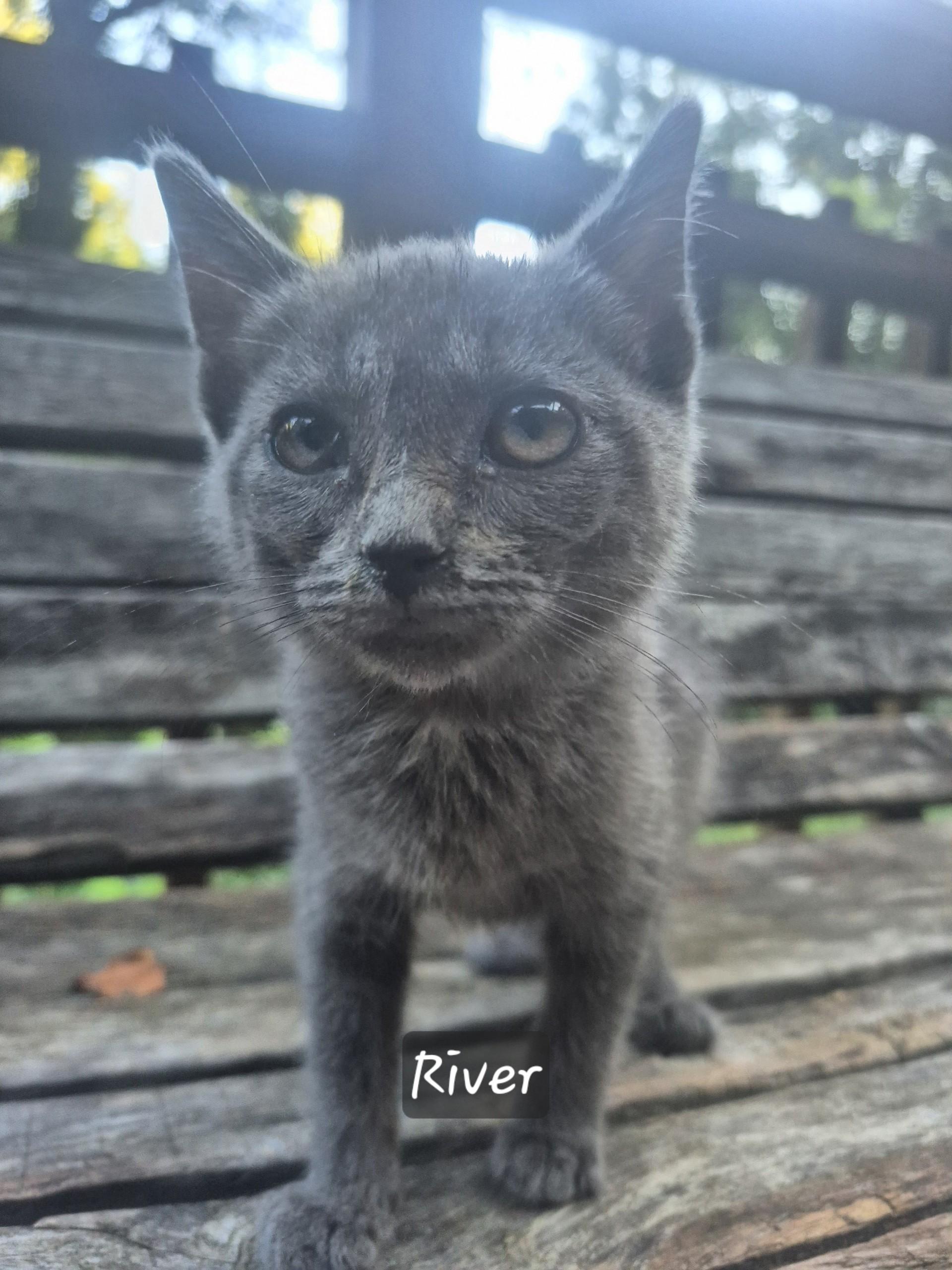 Enlarge R Kitten Family, a Adoptable Domestic Short Hair in Floyd, VA image 3/3