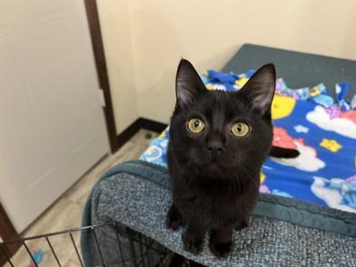 Chester — thumbnail 3