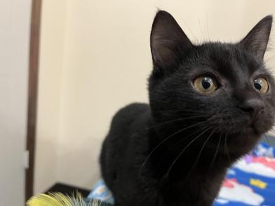 Chester — thumbnail 4