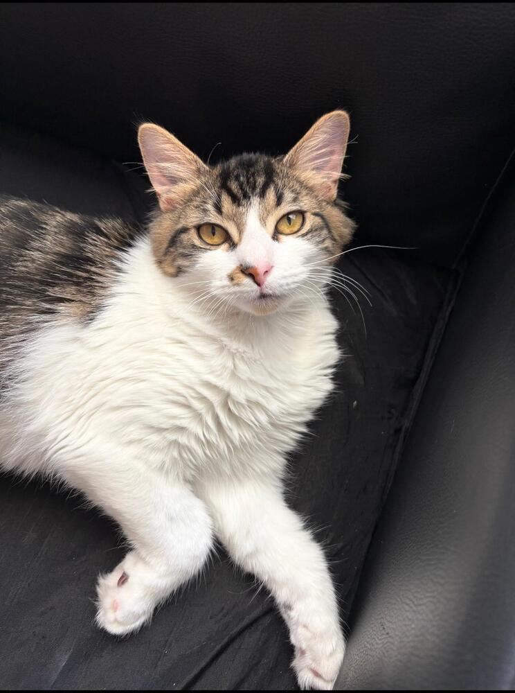 Carley, Adoptable, Kitten Female Domestic Medium Hair.