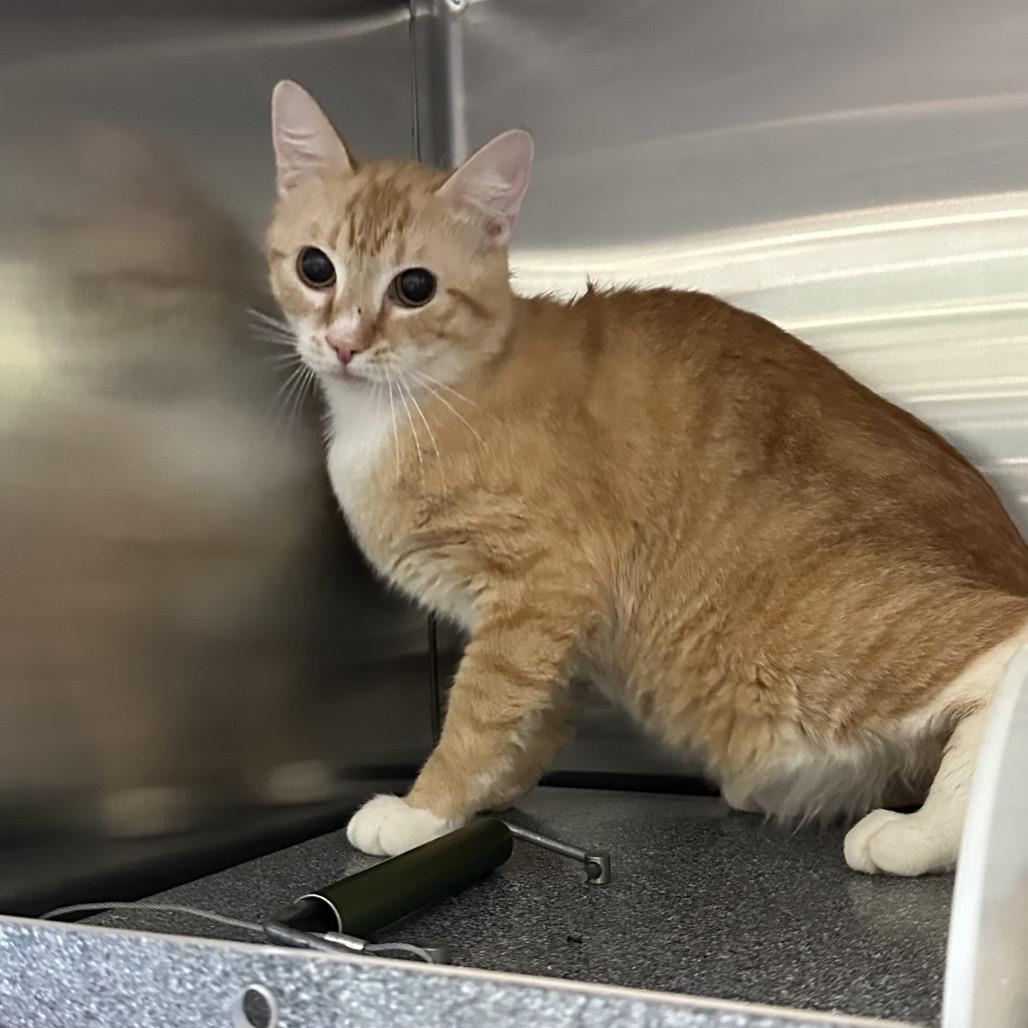 Enlarge GARFIELD, a Adoptable Domestic Short Hair in Greensboro, NC image 1/1