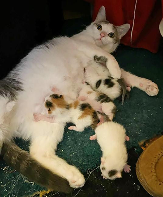 Enlarge Tori, an adopted Domestic Short Hair in Chicago, IL image 6/6