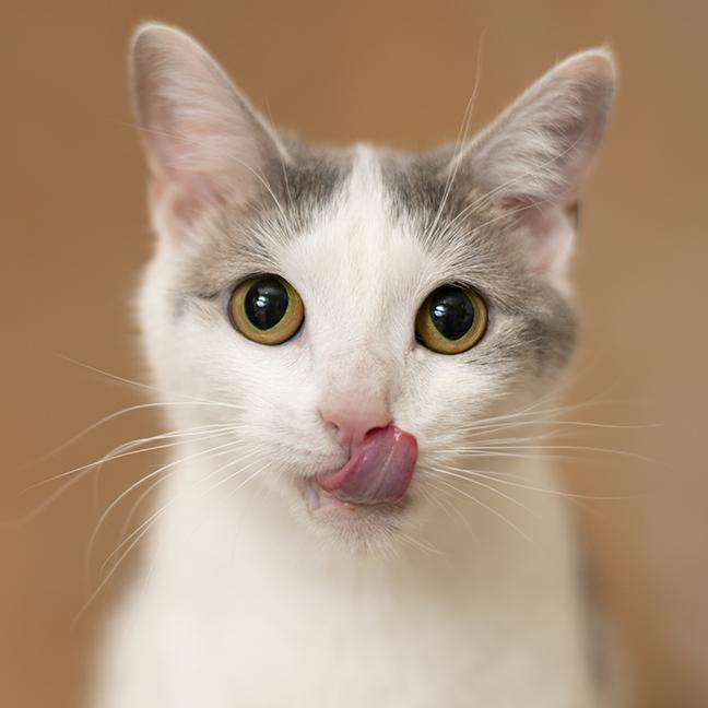 Tori, adopted, Young Female Domestic Short Hair.