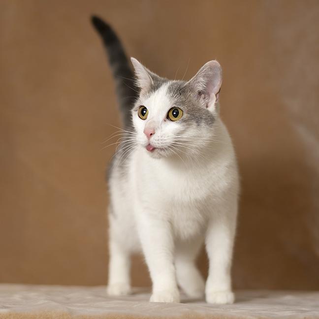 Enlarge Tori, an adopted Domestic Short Hair in Chicago, IL image 2/6