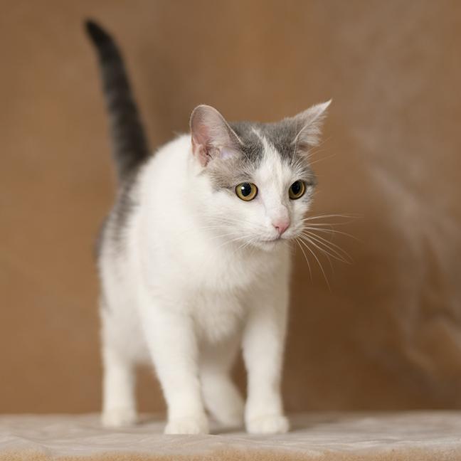 Enlarge Tori, an adopted Domestic Short Hair in Chicago, IL image 5/6
