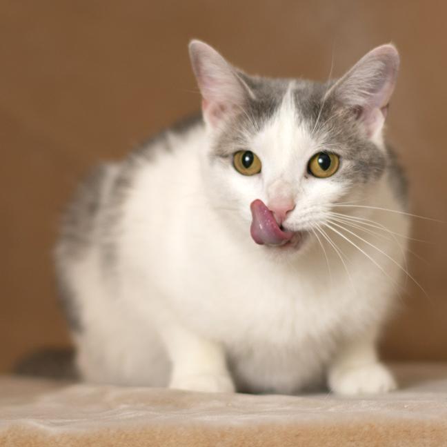 Enlarge Tori, an adopted Domestic Short Hair in Chicago, IL image 4/6