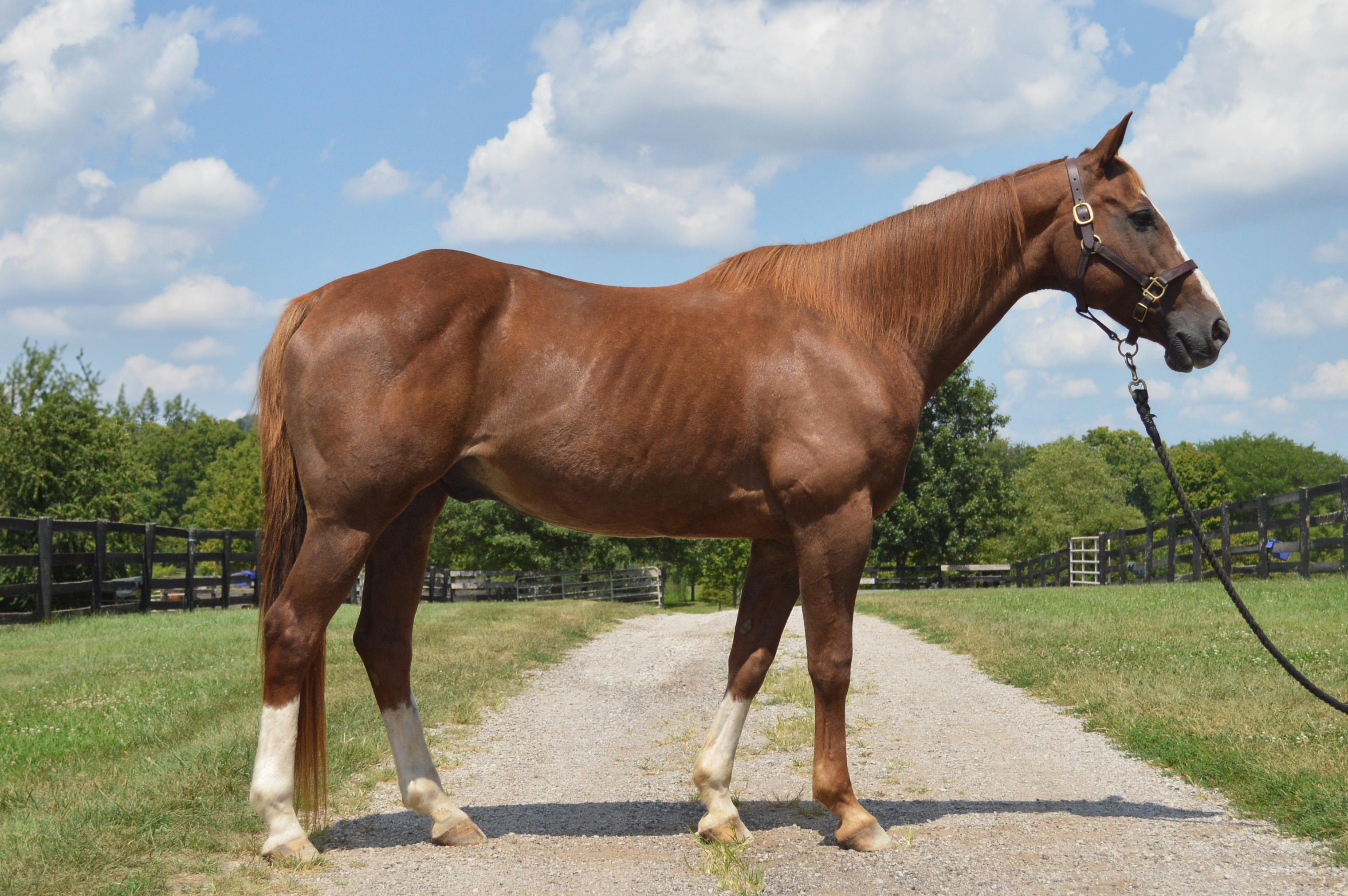 Enlarge Scout’s Honor, a Adopted mixed breed in Nicholasville, KY image 2/4