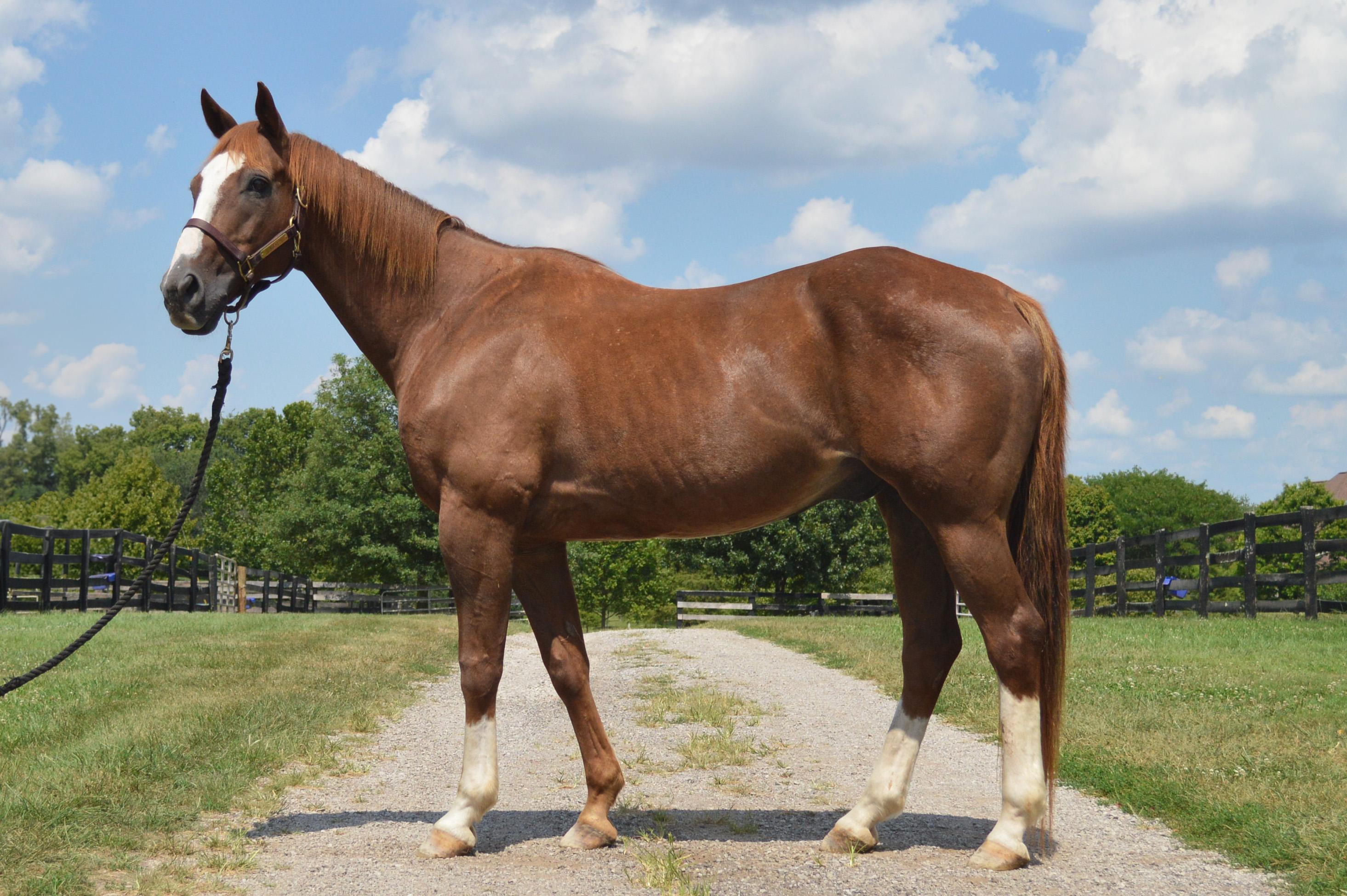 Enlarge Scout’s Honor, a Adopted mixed breed in Nicholasville, KY image 1/4