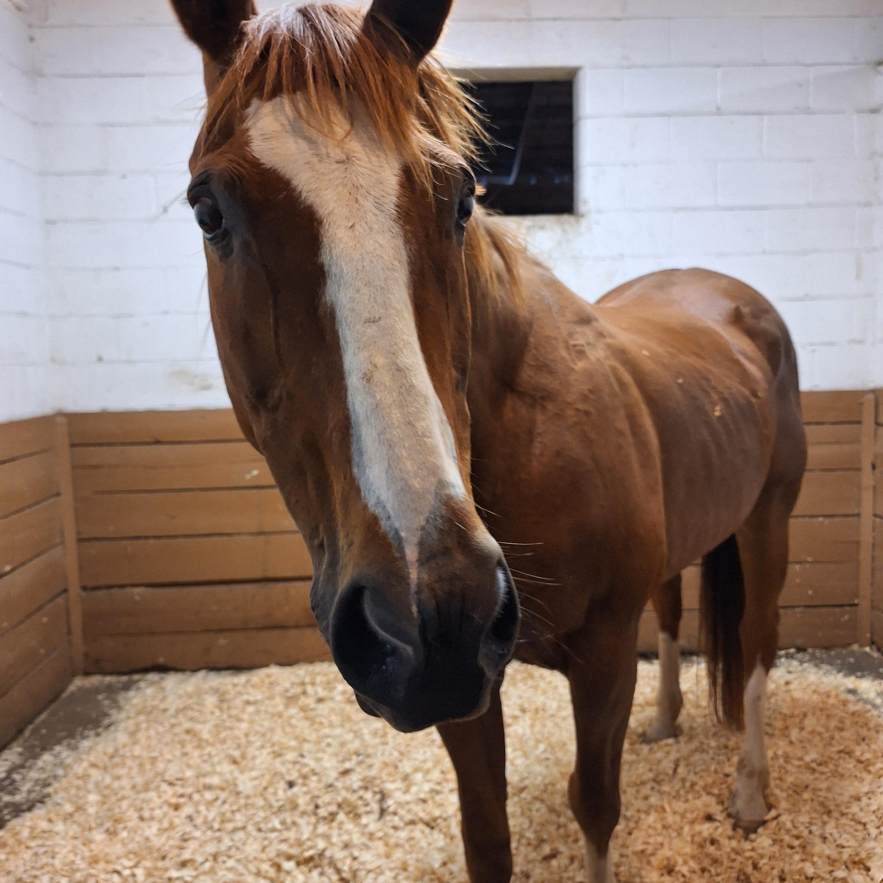 Enlarge Scout’s Honor, a Adopted mixed breed in Nicholasville, KY image 4/4