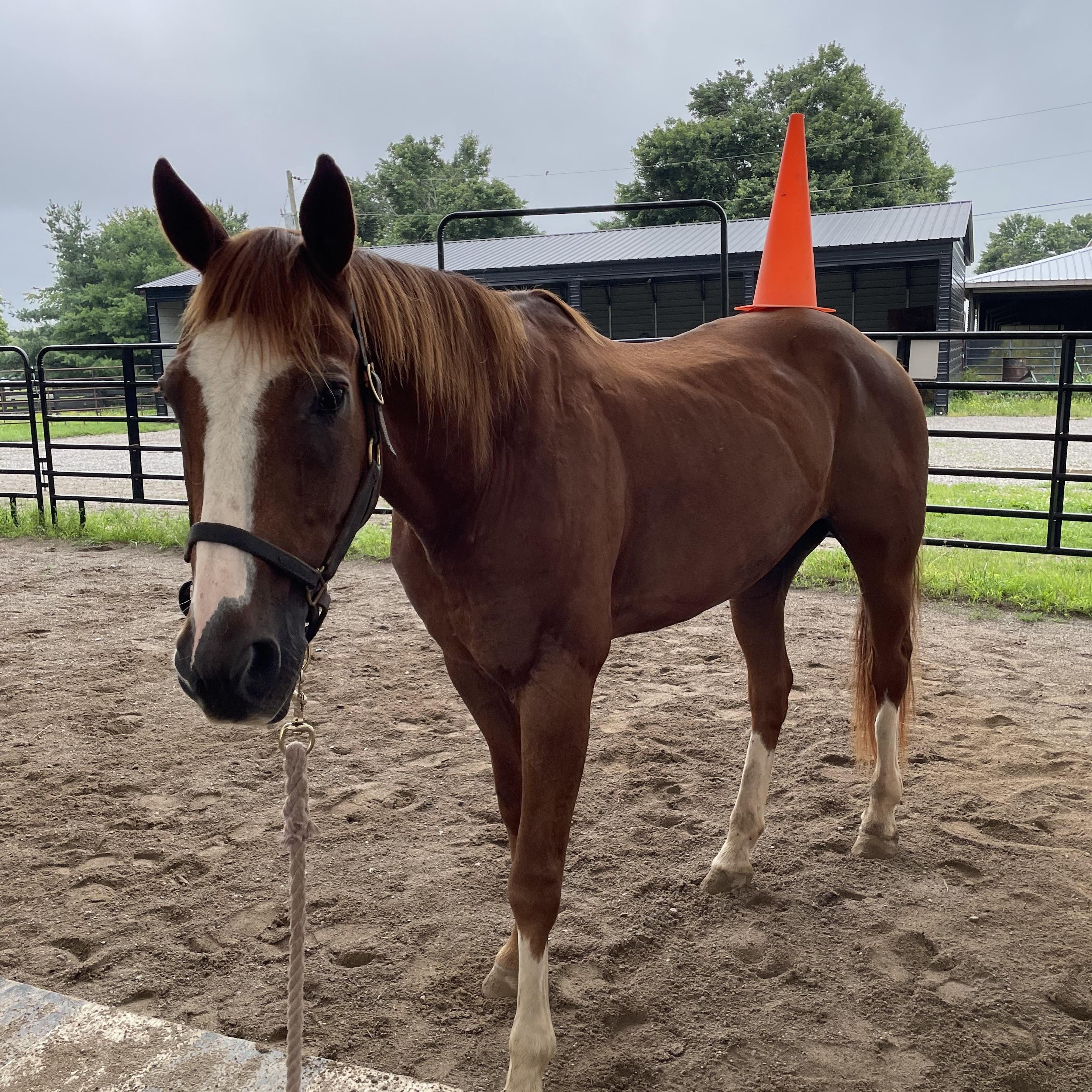 Enlarge Scout’s Honor, a Adopted mixed breed in Nicholasville, KY image 3/4