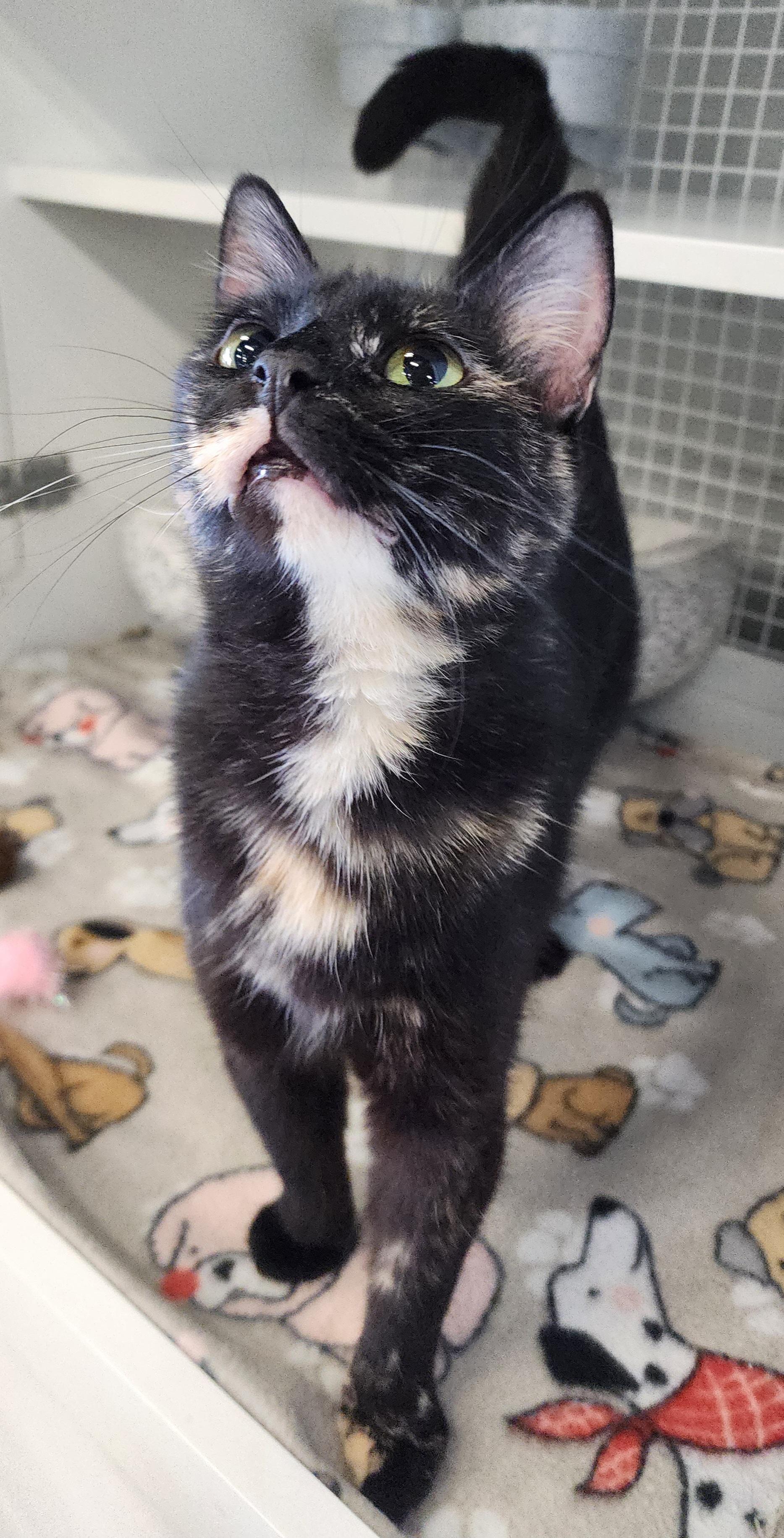 Enlarge Savanna, a ADOPTABLE Domestic Short Hair in Springdale, AR image 2/2