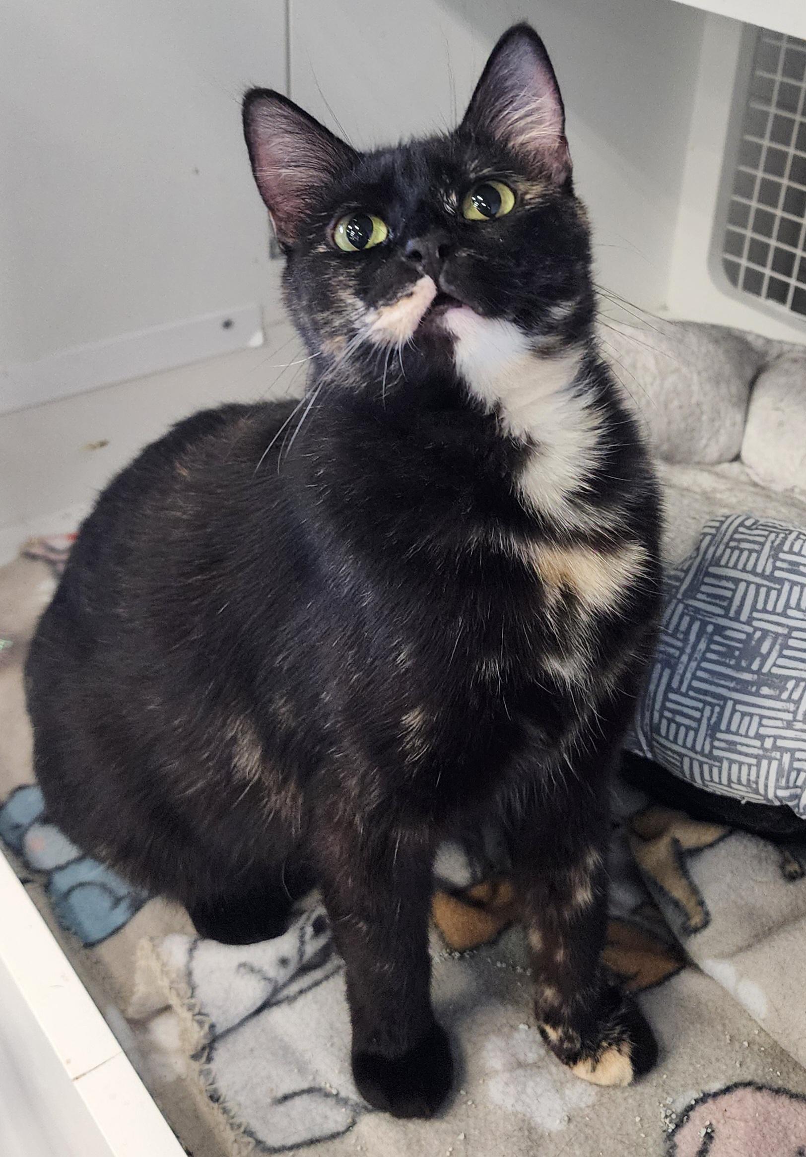 Savanna, ADOPTABLE, Adult Female Domestic Short Hair.