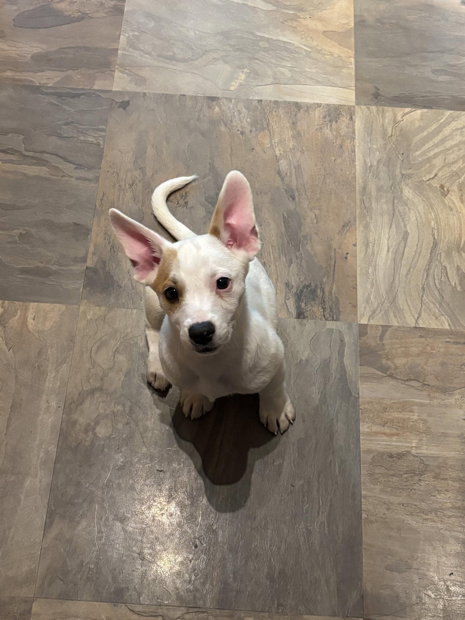 Enlarge Scarlett Rose, a Adoptable mixed breed in Salt Lake City, UT image 1/3