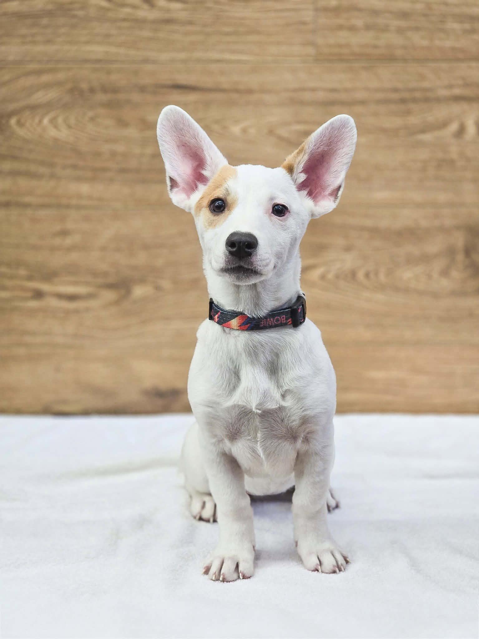 Enlarge Scarlett Rose, a Adoptable mixed breed in Salt Lake City, UT image 2/3