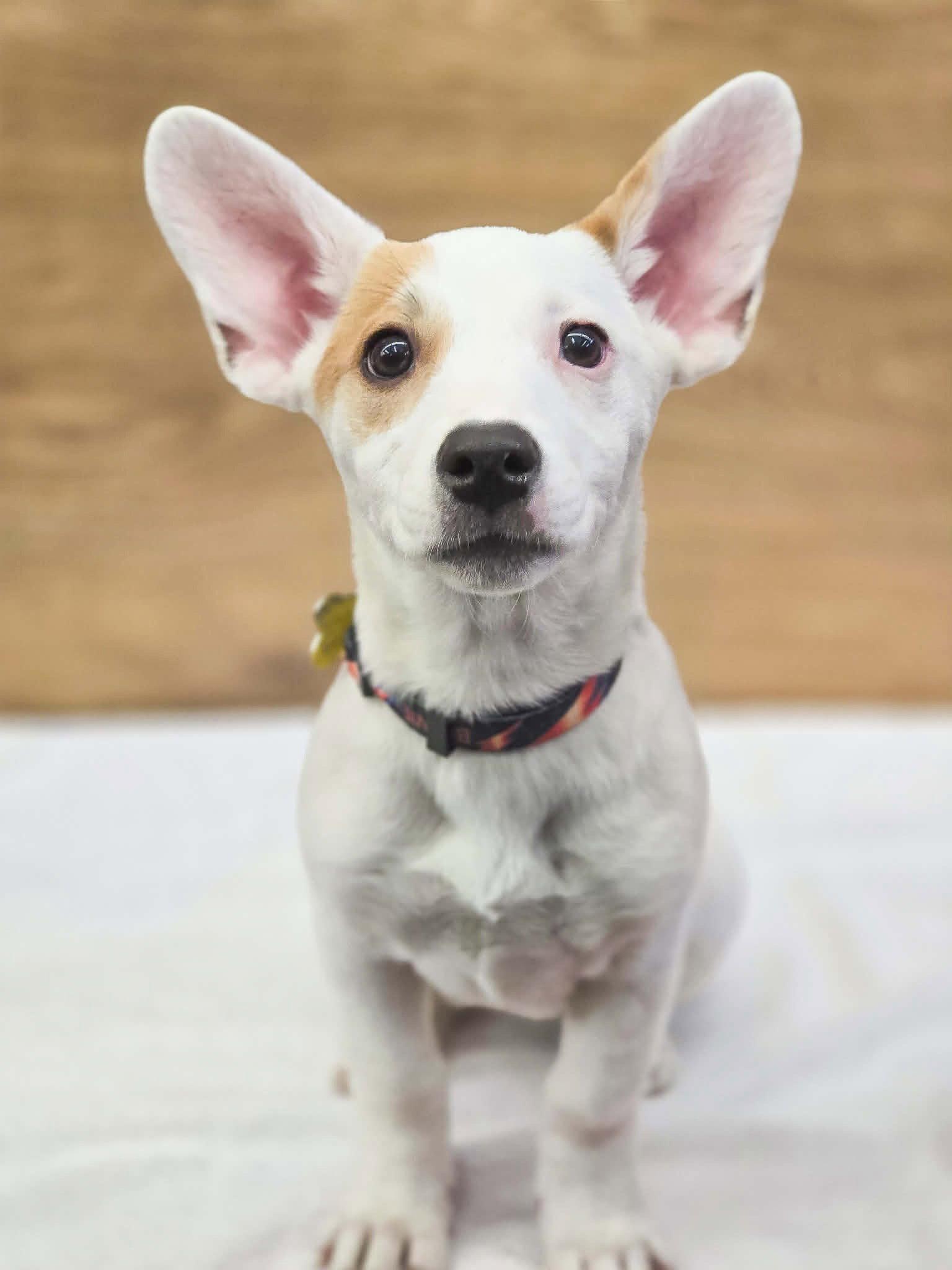 Enlarge Scarlett Rose, a Adoptable mixed breed in Salt Lake City, UT image 3/3