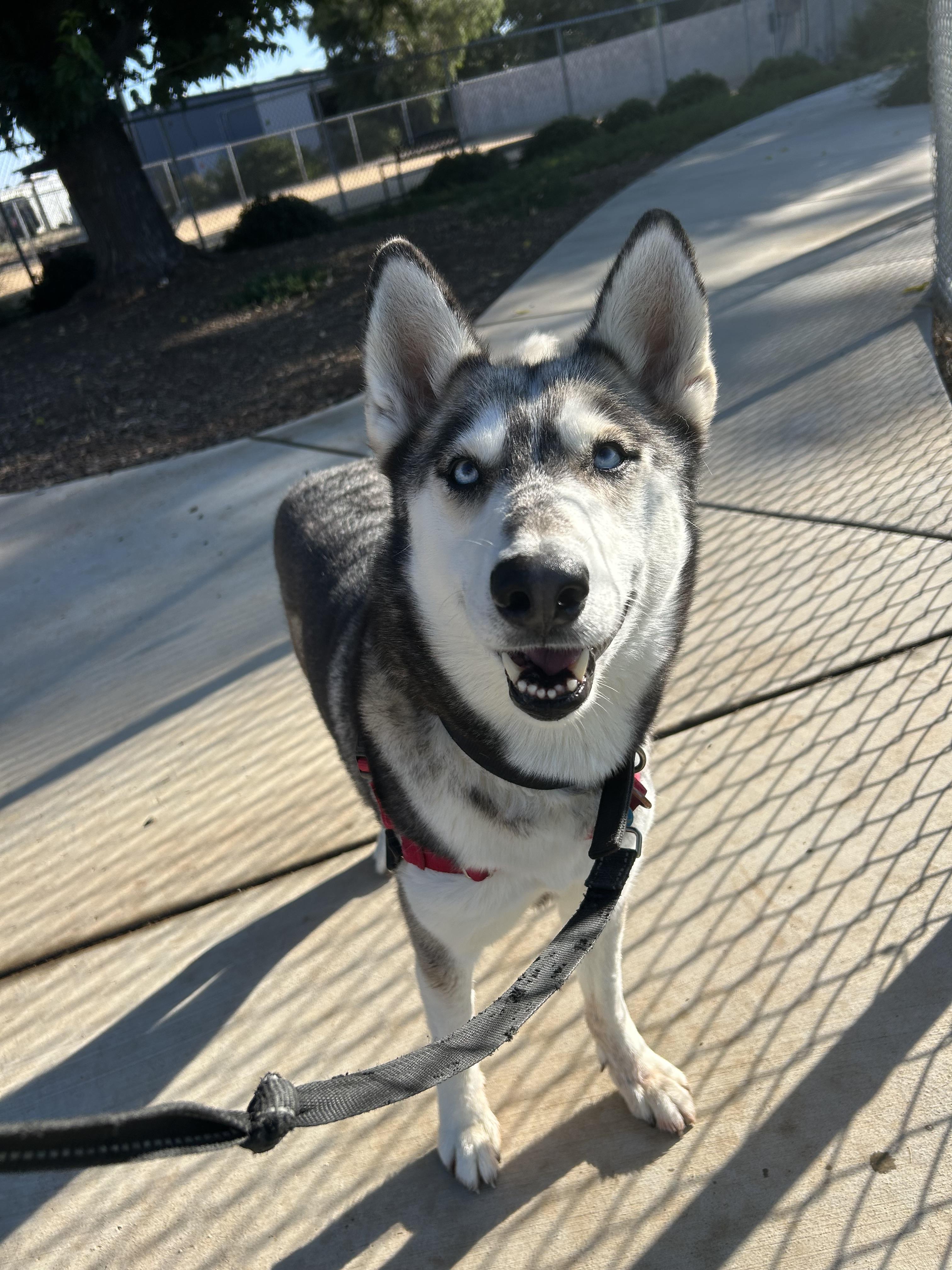 Athena - Adoption fee fully sponsored by Frank and Terry Glazewski, Adoptable, Adult Female Siberian Husky.