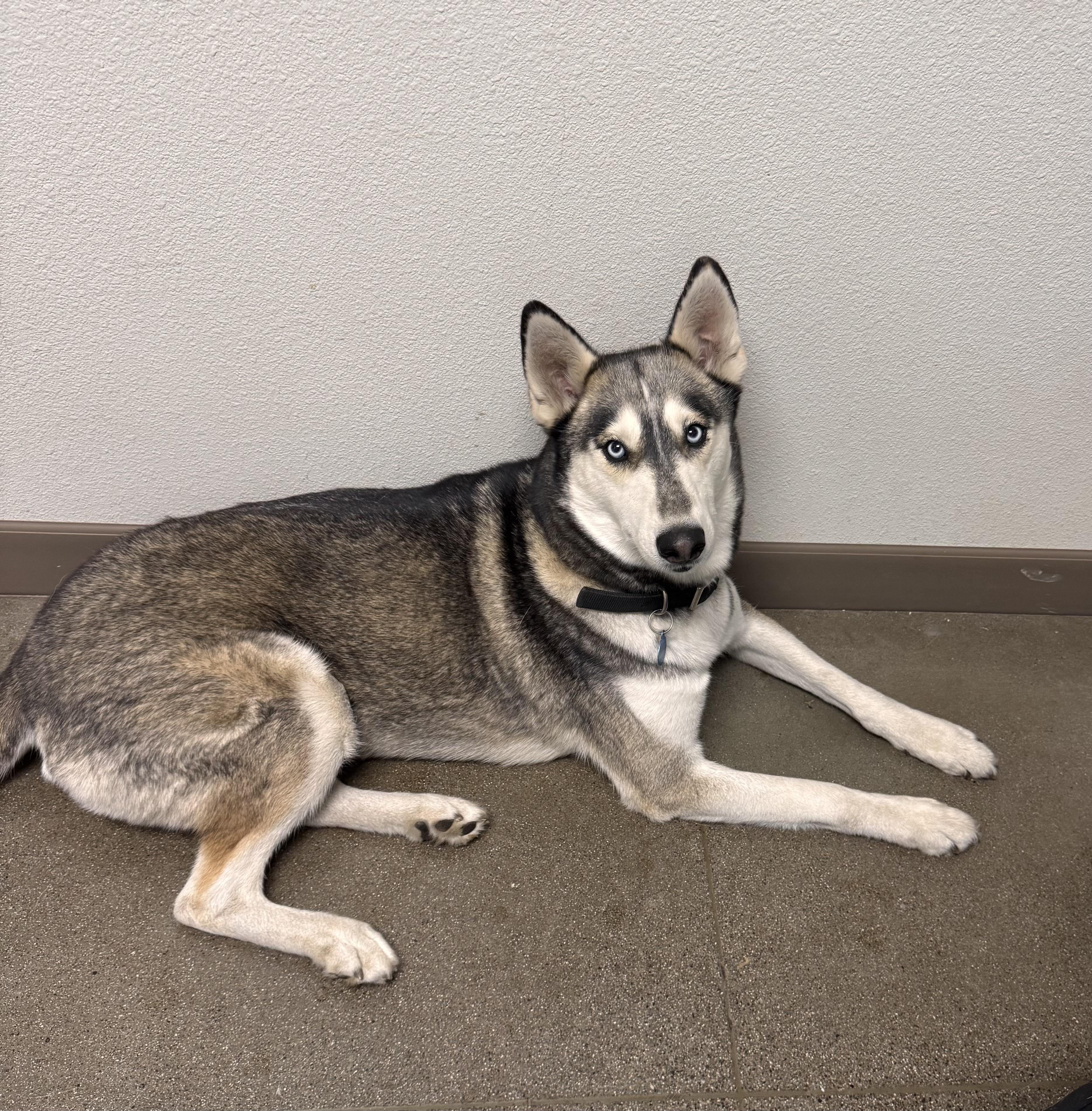 Athena - Adoption fee fully sponsored by Frank and Terry Glazewski, a Adoptable mixed breed in Chico, CA image 2/3