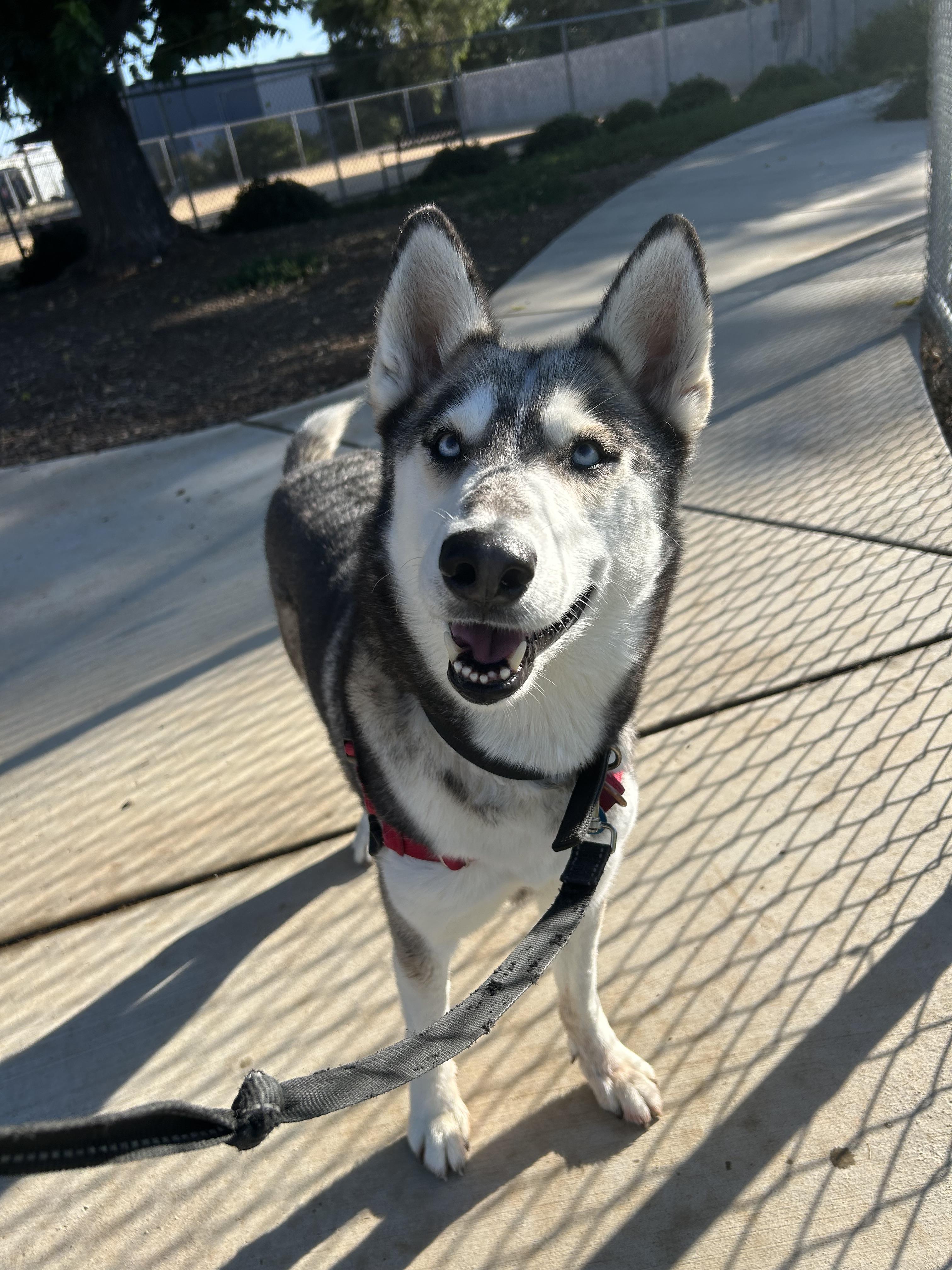 Athena - Adoption fee fully sponsored by Frank and Terry Glazewski, a Adoptable mixed breed in Chico, CA image 3/3